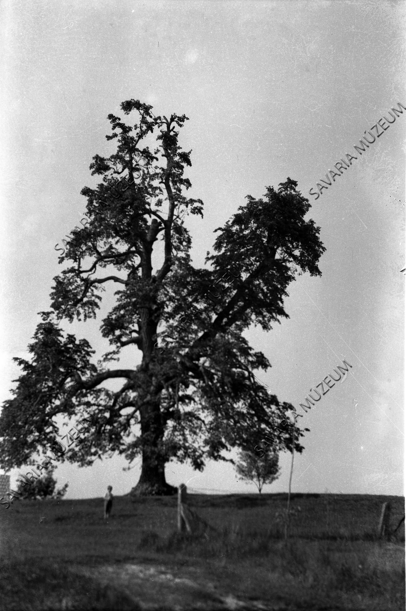Öreg nyárfa (Savaria Megyei Hatókörű Városi Múzeum, Szombathely CC BY-NC-SA)