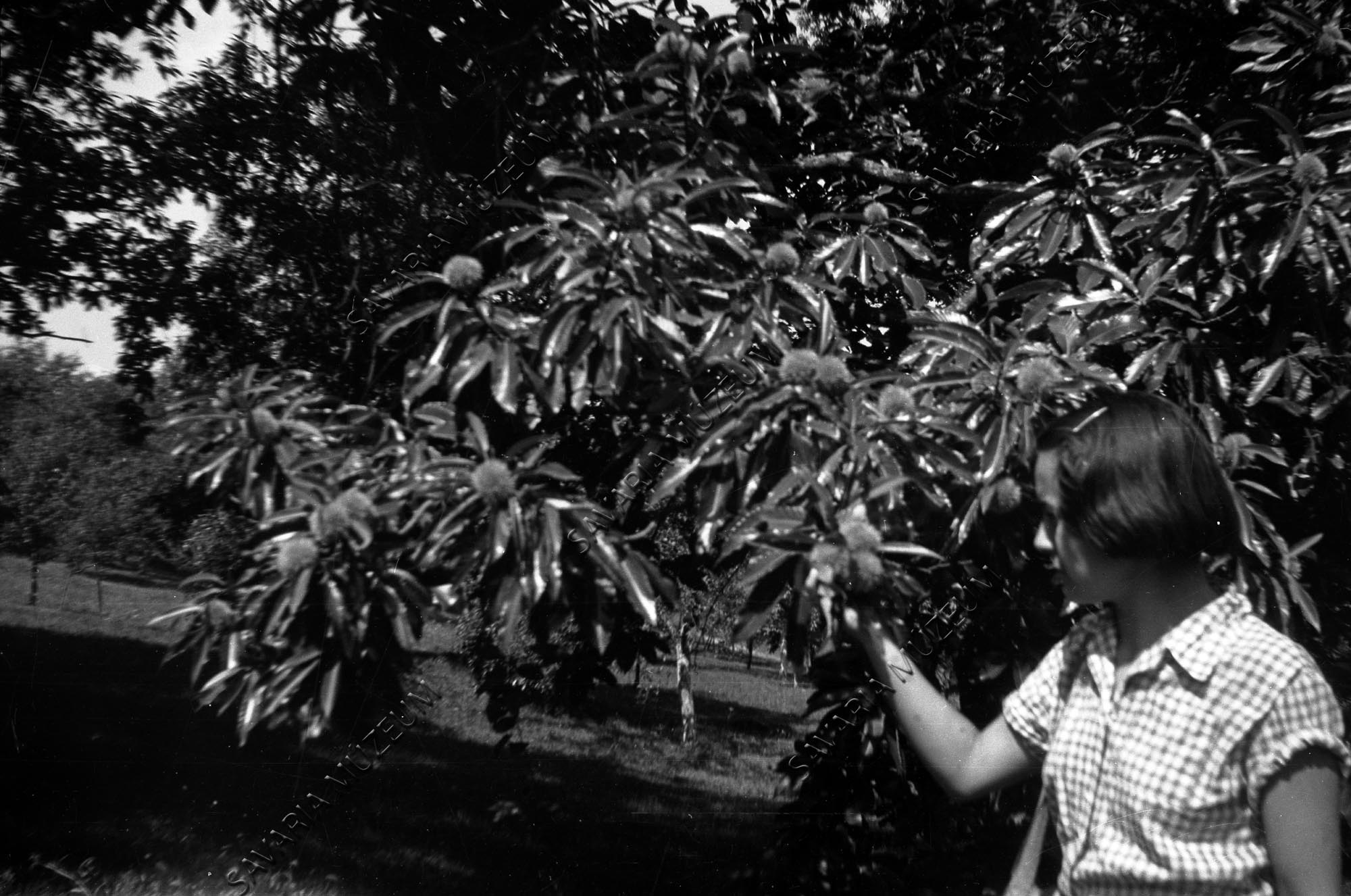Szelídgesztenyefa terméssel (Savaria Megyei Hatókörű Városi Múzeum, Szombathely CC BY-NC-SA)