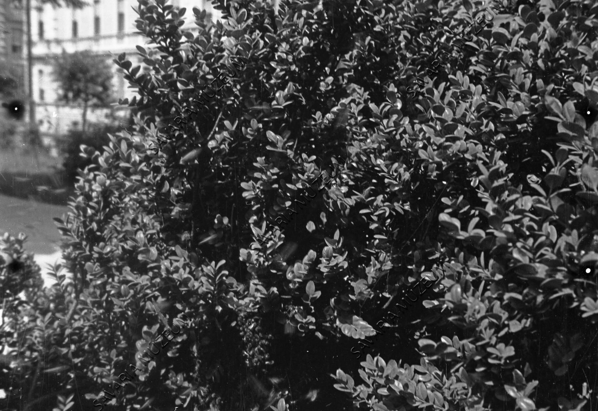 Méhraj a Buxus sempervirensen (Savaria Megyei Hatókörű Városi Múzeum, Szombathely CC BY-NC-SA)