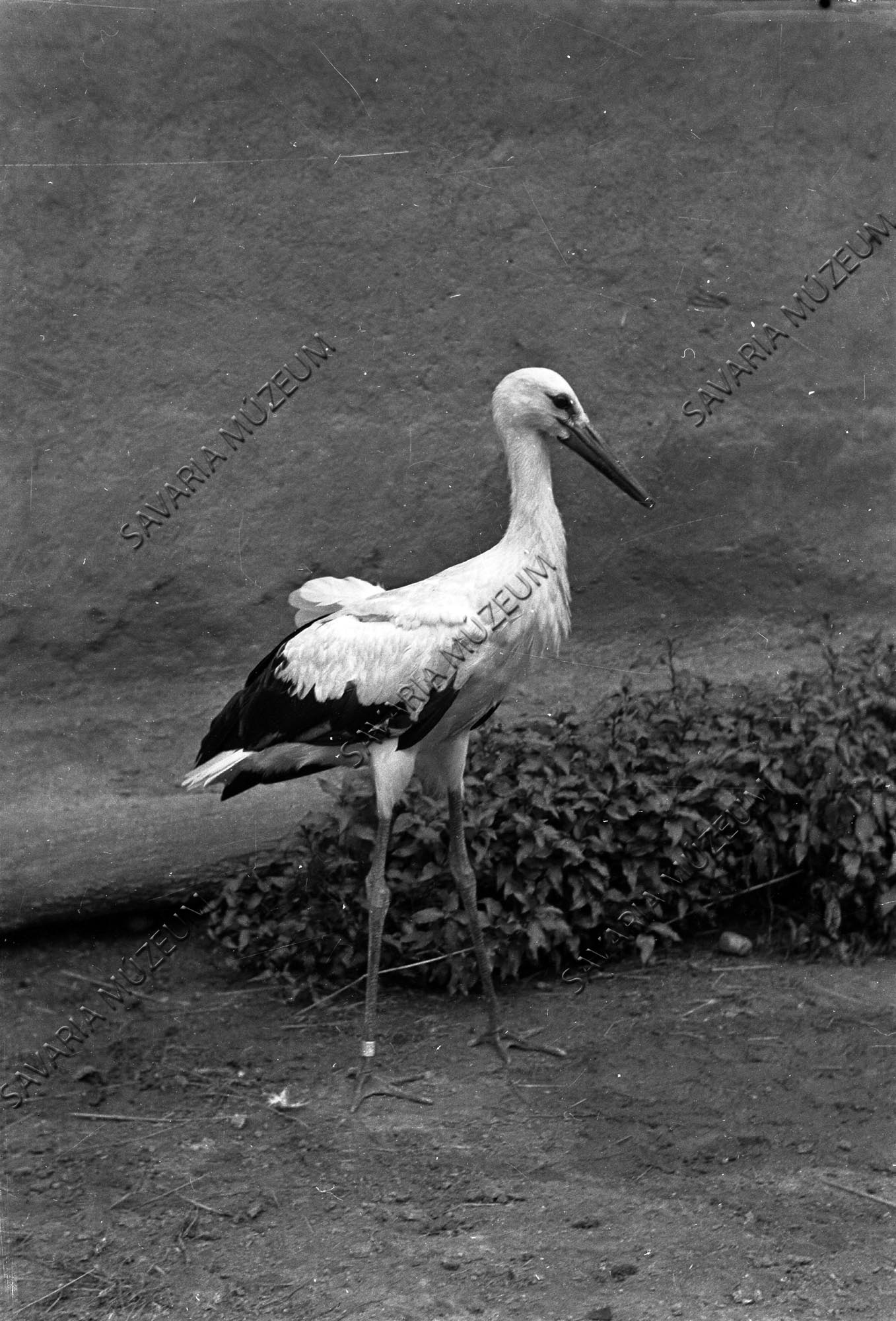 Fiatal fehér gólya (Savaria Megyei Hatókörű Városi Múzeum, Szombathely CC BY-NC-SA)