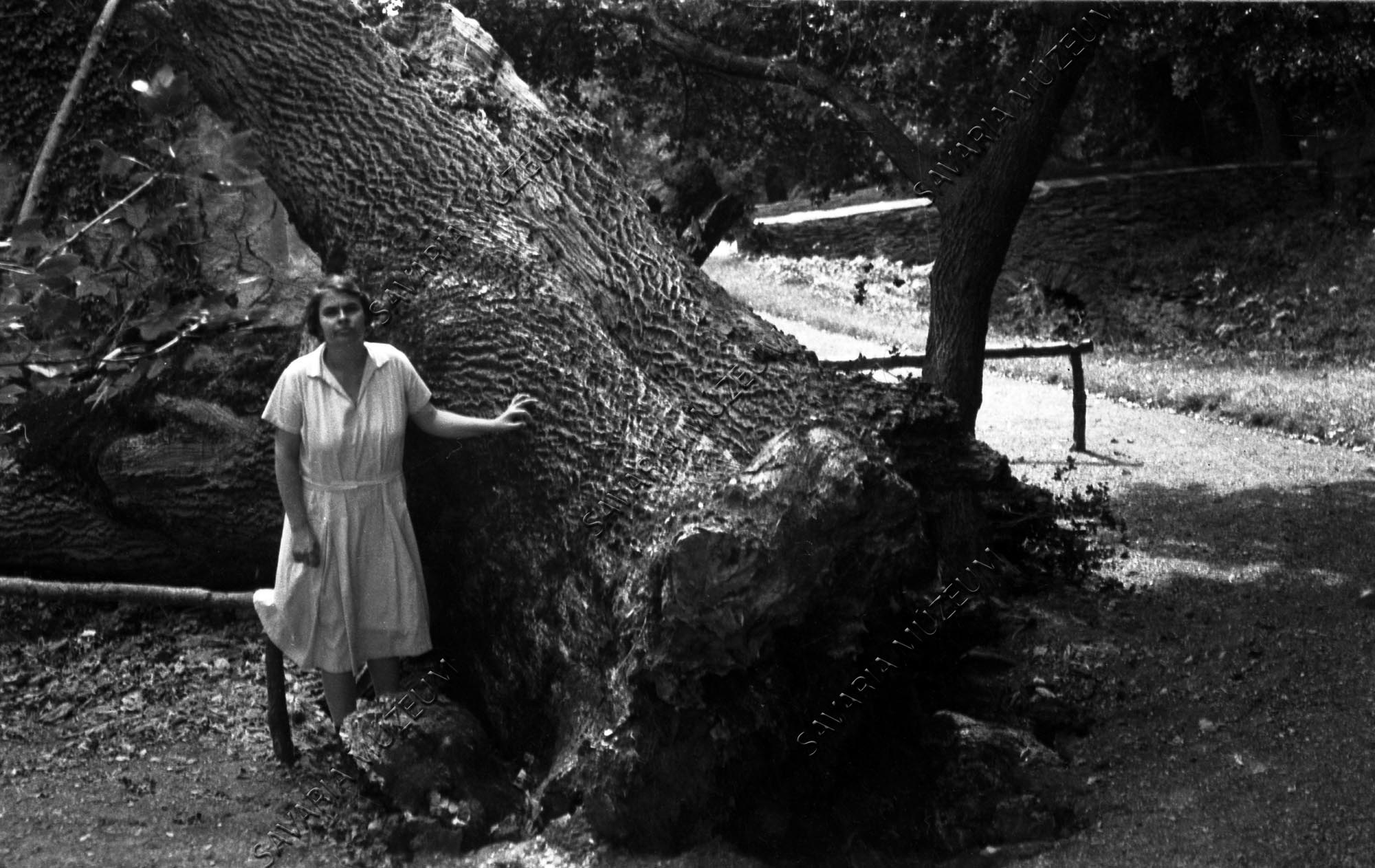 Kidőlt nagy kőrisfa (Savaria Megyei Hatókörű Városi Múzeum, Szombathely CC BY-NC-SA)