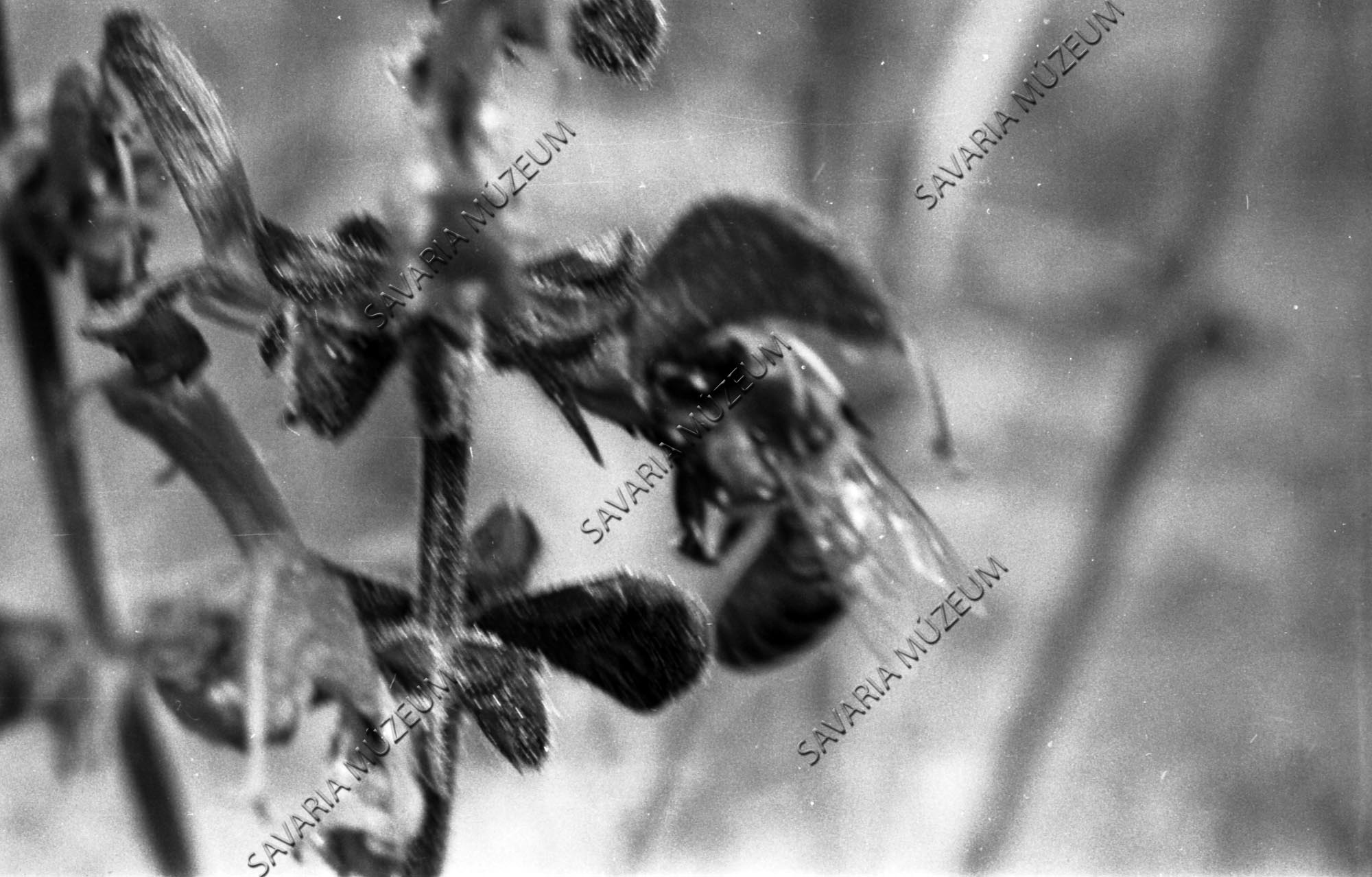 Virágport gyűjtő méh (Savaria Megyei Hatókörű Városi Múzeum, Szombathely CC BY-NC-SA)