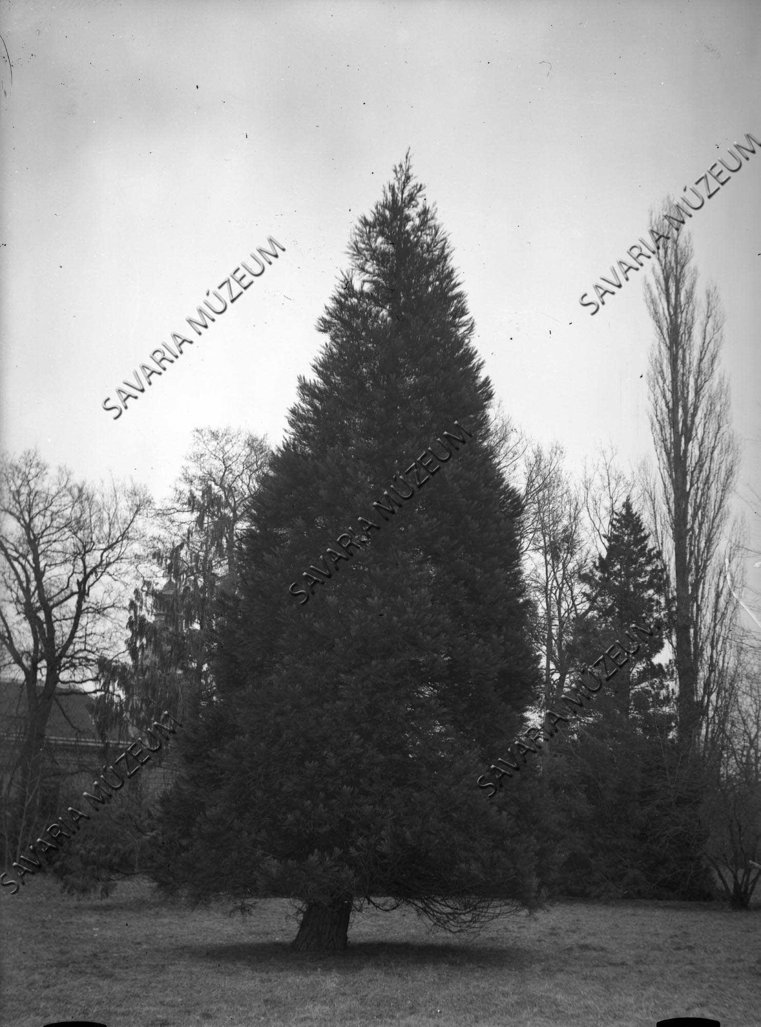 Sequoia gigantea (Savaria Megyei Hatókörű Városi Múzeum, Szombathely CC BY-NC-SA)