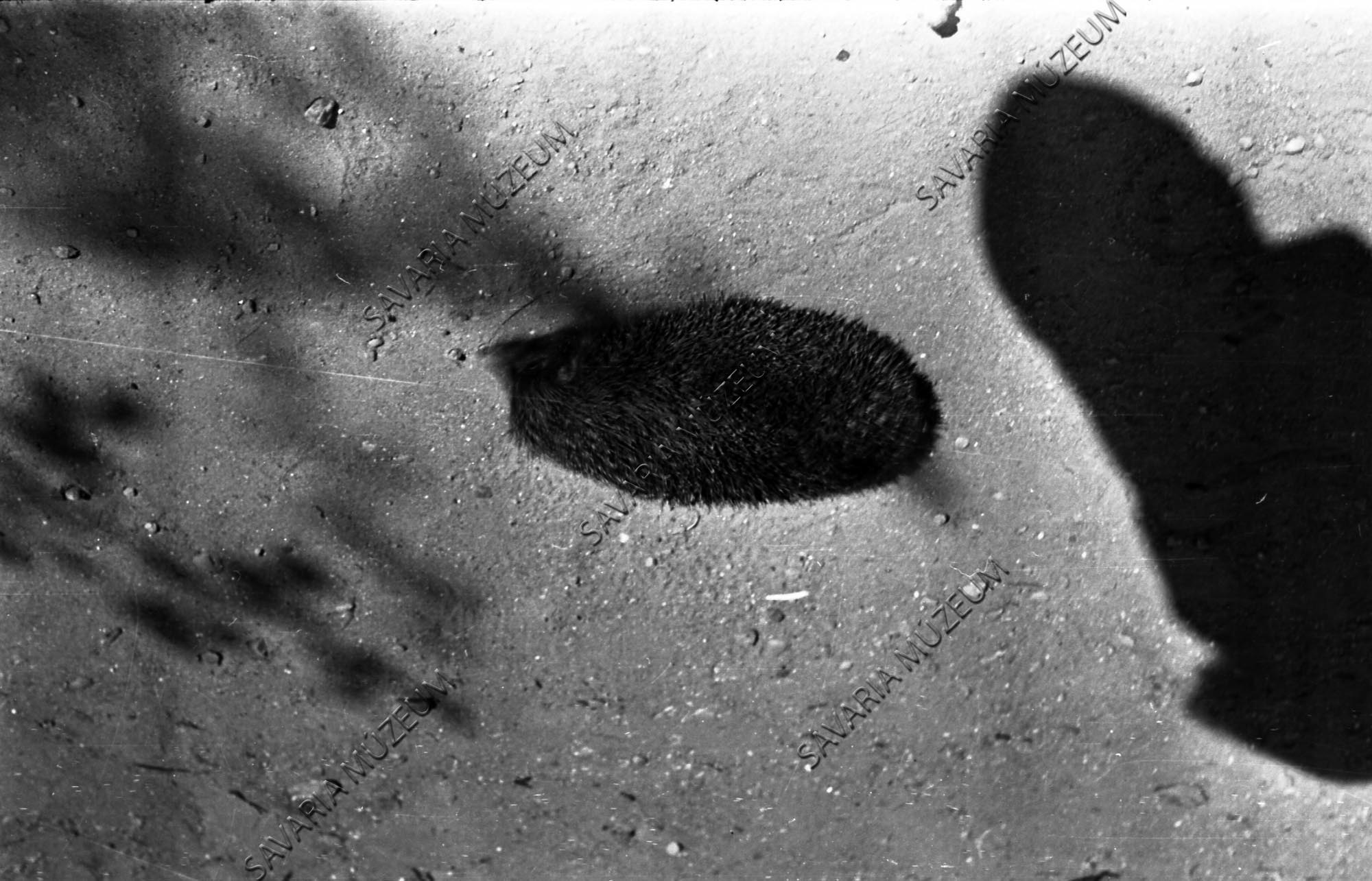Sündisznó (Savaria Megyei Hatókörű Városi Múzeum, Szombathely CC BY-NC-SA)