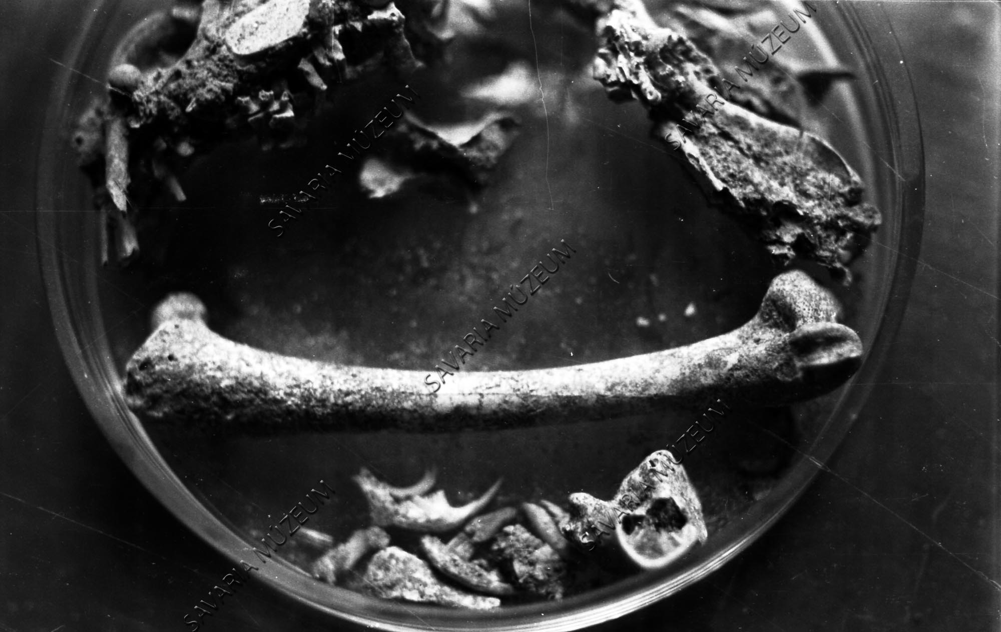Fosszilis csontok Gencsapátiból (Savaria Megyei Hatókörű Városi Múzeum, Szombathely CC BY-NC-SA)
