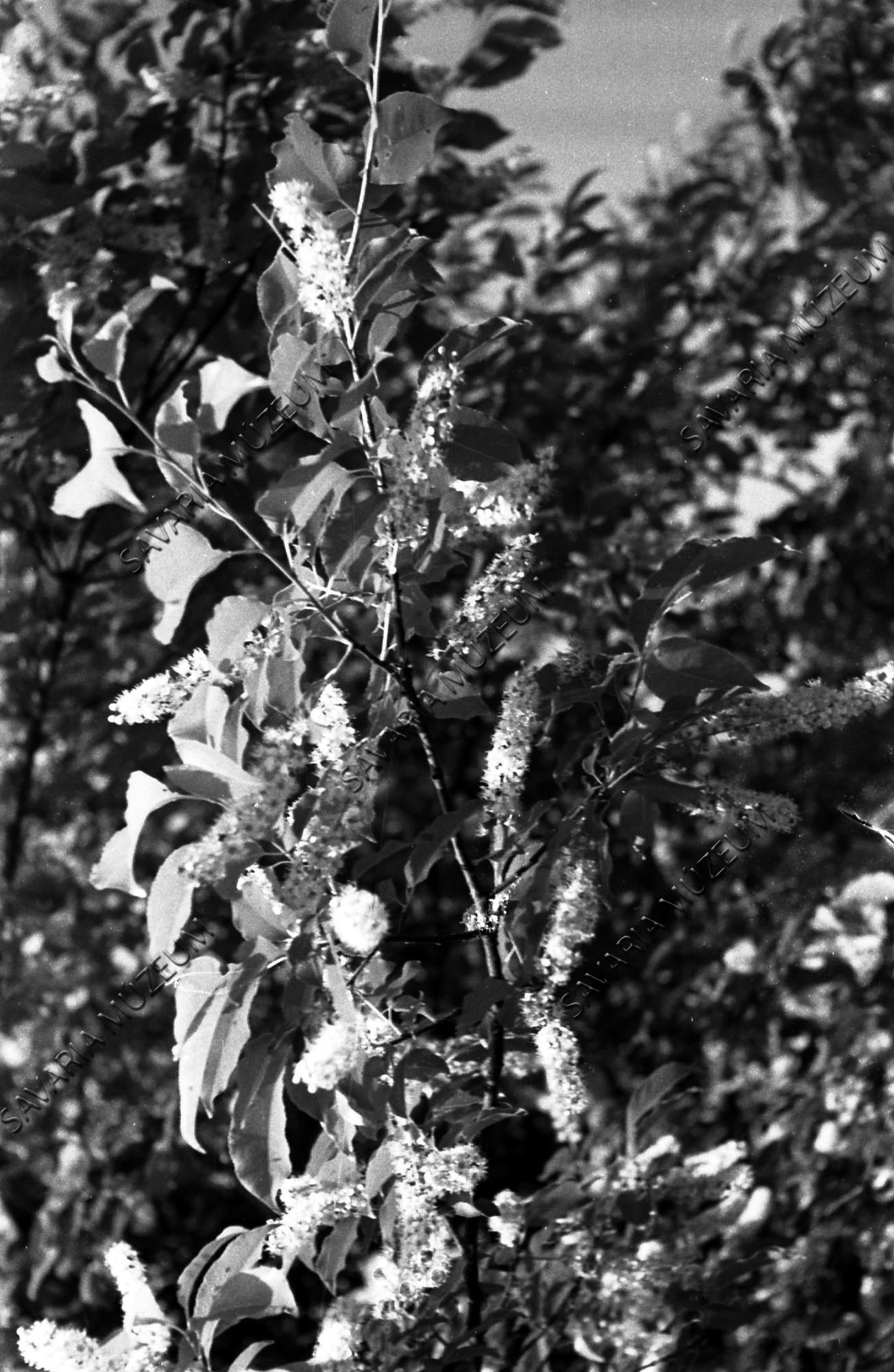 Prunus serotina? (Savaria Megyei Hatókörű Városi Múzeum, Szombathely CC BY-NC-SA)
