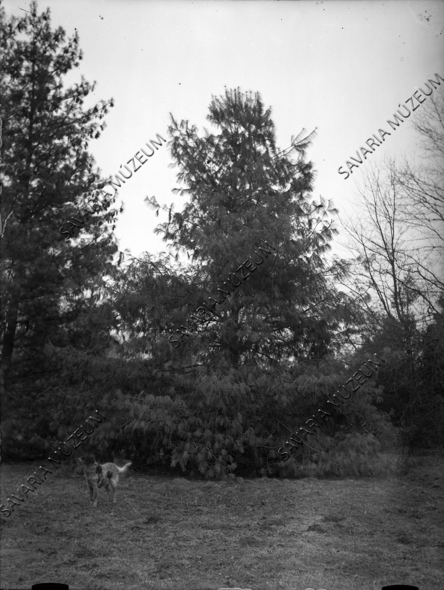 Pinus armandi (Savaria Megyei Hatókörű Városi Múzeum, Szombathely CC BY-NC-SA)