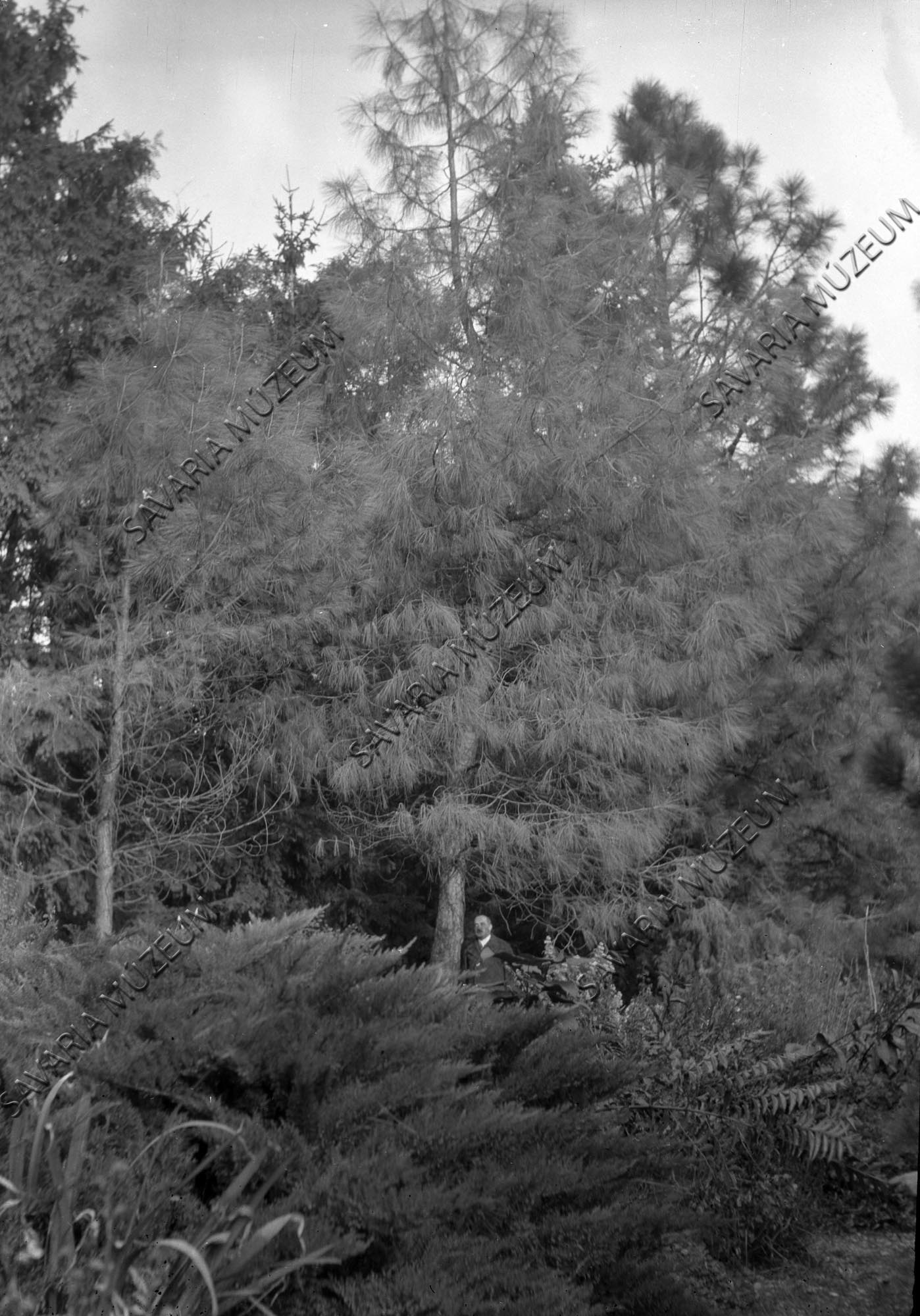 Pinus sabiniana, kb. 25-30 éves (Savaria Megyei Hatókörű Városi Múzeum, Szombathely CC BY-NC-SA)