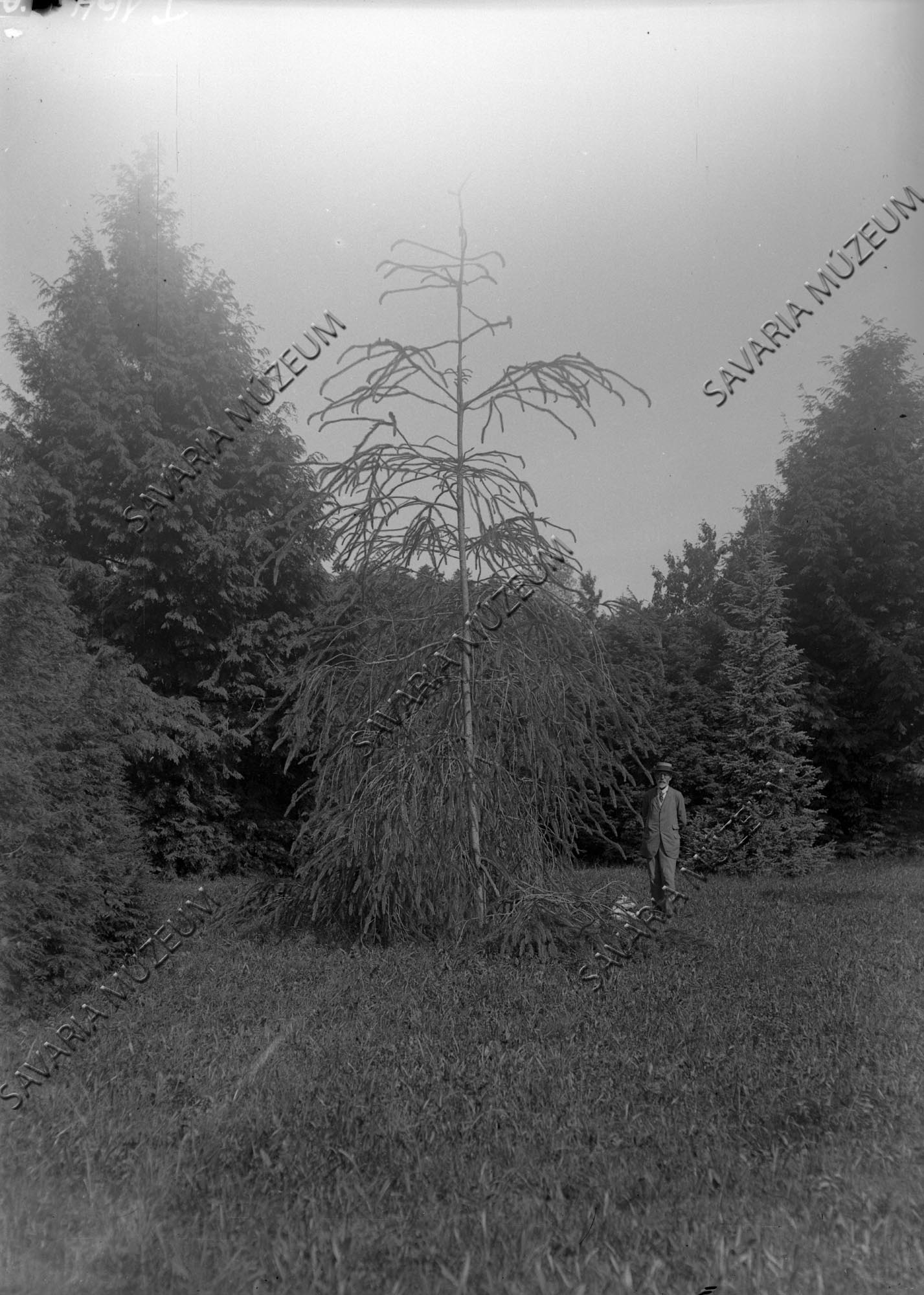 Picea excelsa var. cranstoni (Savaria Megyei Hatókörű Városi Múzeum, Szombathely CC BY-NC-SA)