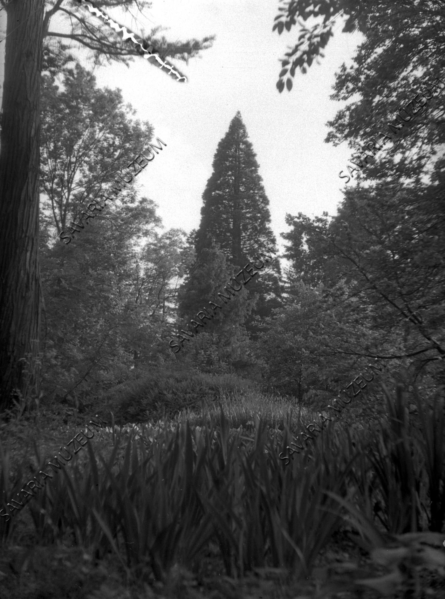 Sequoia gigantea (Savaria Megyei Hatókörű Városi Múzeum, Szombathely CC BY-NC-SA)