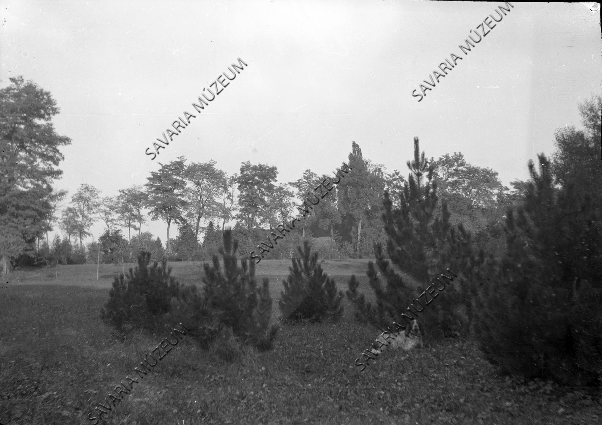 Pinus leucodermis, 10 éves (Savaria Megyei Hatókörű Városi Múzeum, Szombathely CC BY-NC-SA)