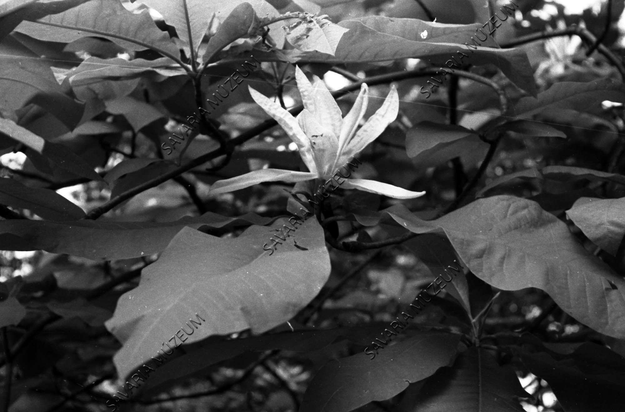 Liriodendron / Magnolia tripetala? (Savaria Megyei Hatókörű Városi Múzeum, Szombathely CC BY-NC-SA)
