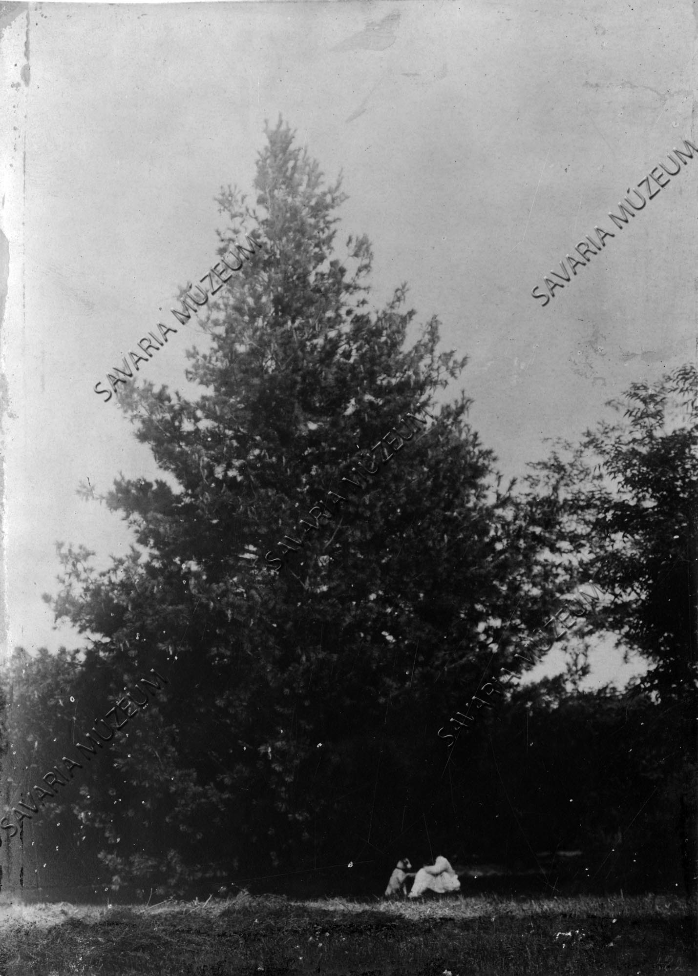 Pinus peuce (Savaria Megyei Hatókörű Városi Múzeum, Szombathely CC BY-NC-SA)
