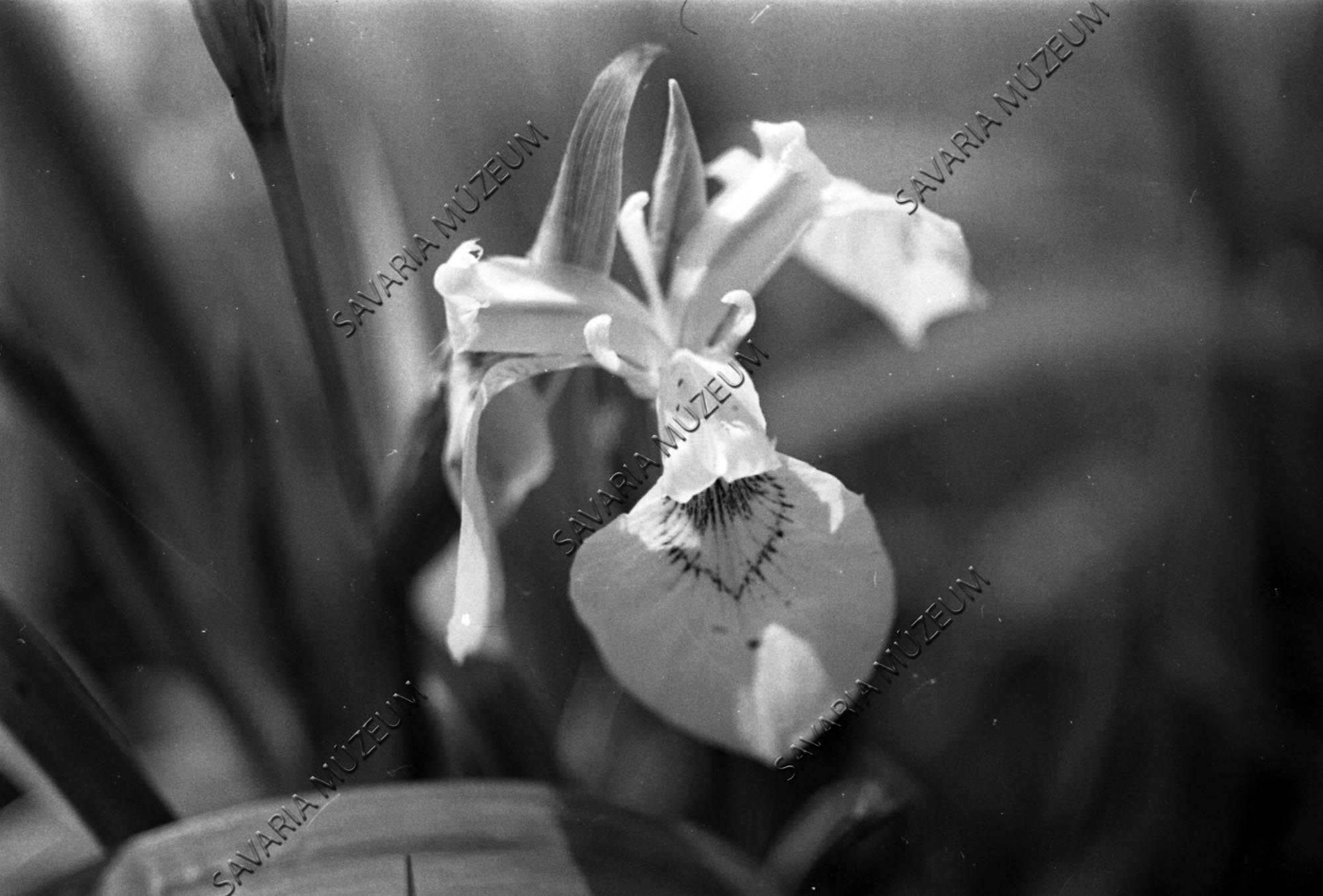 Iris pseudacorus (Savaria Megyei Hatókörű Városi Múzeum, Szombathely CC BY-NC-SA)