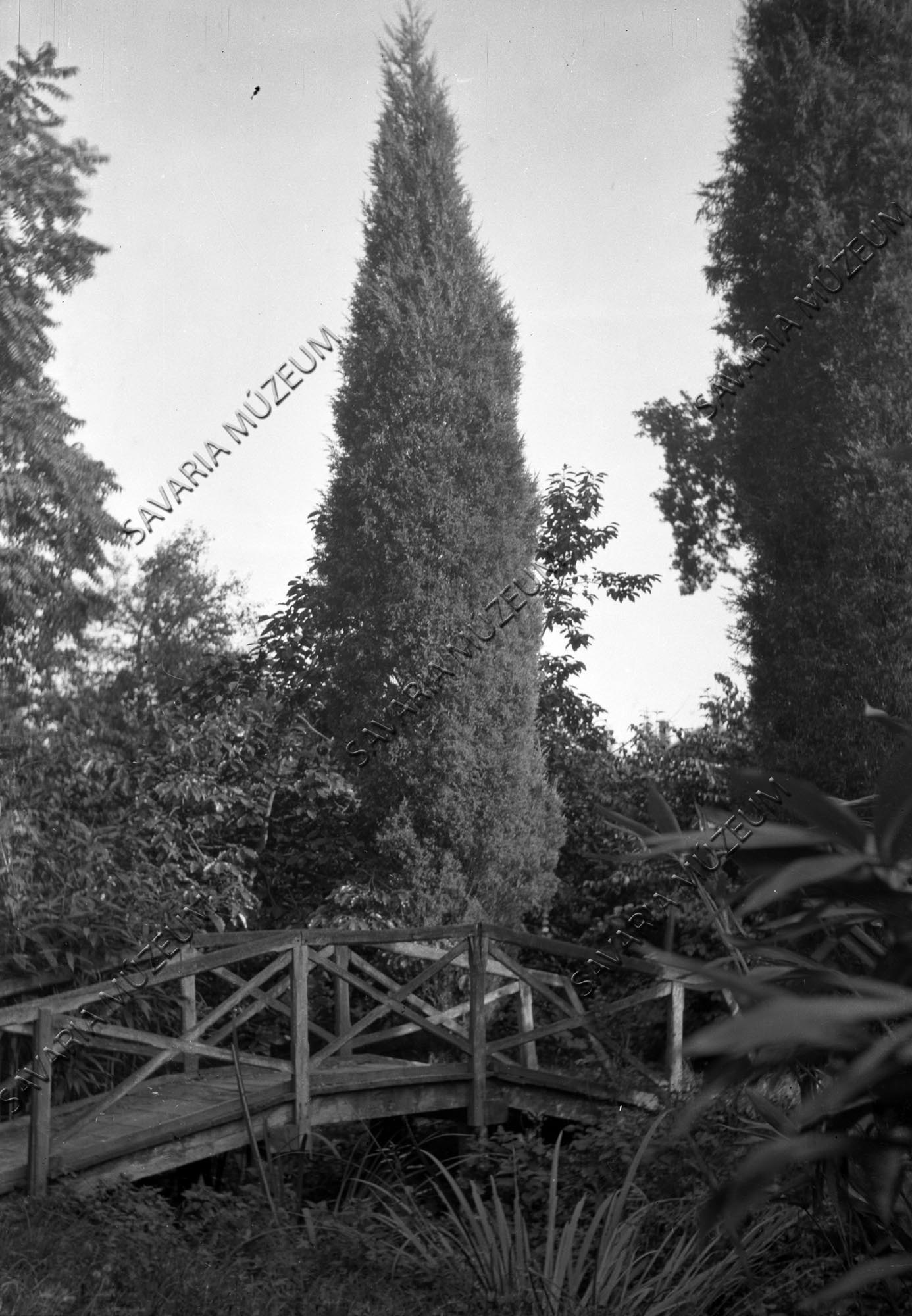 Juniperus pseudocupressus (Savaria Megyei Hatókörű Városi Múzeum, Szombathely CC BY-NC-SA)