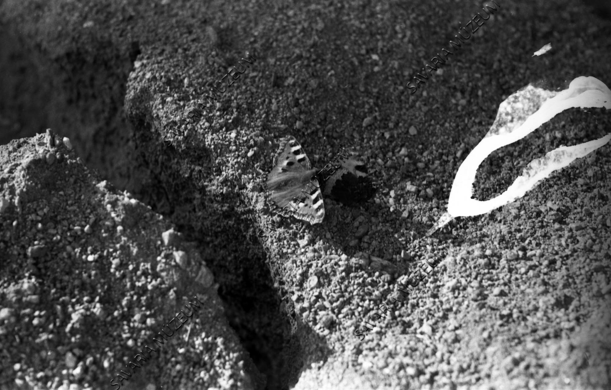 Pihenő lepke (Savaria Megyei Hatókörű Városi Múzeum, Szombathely CC BY-NC-SA)