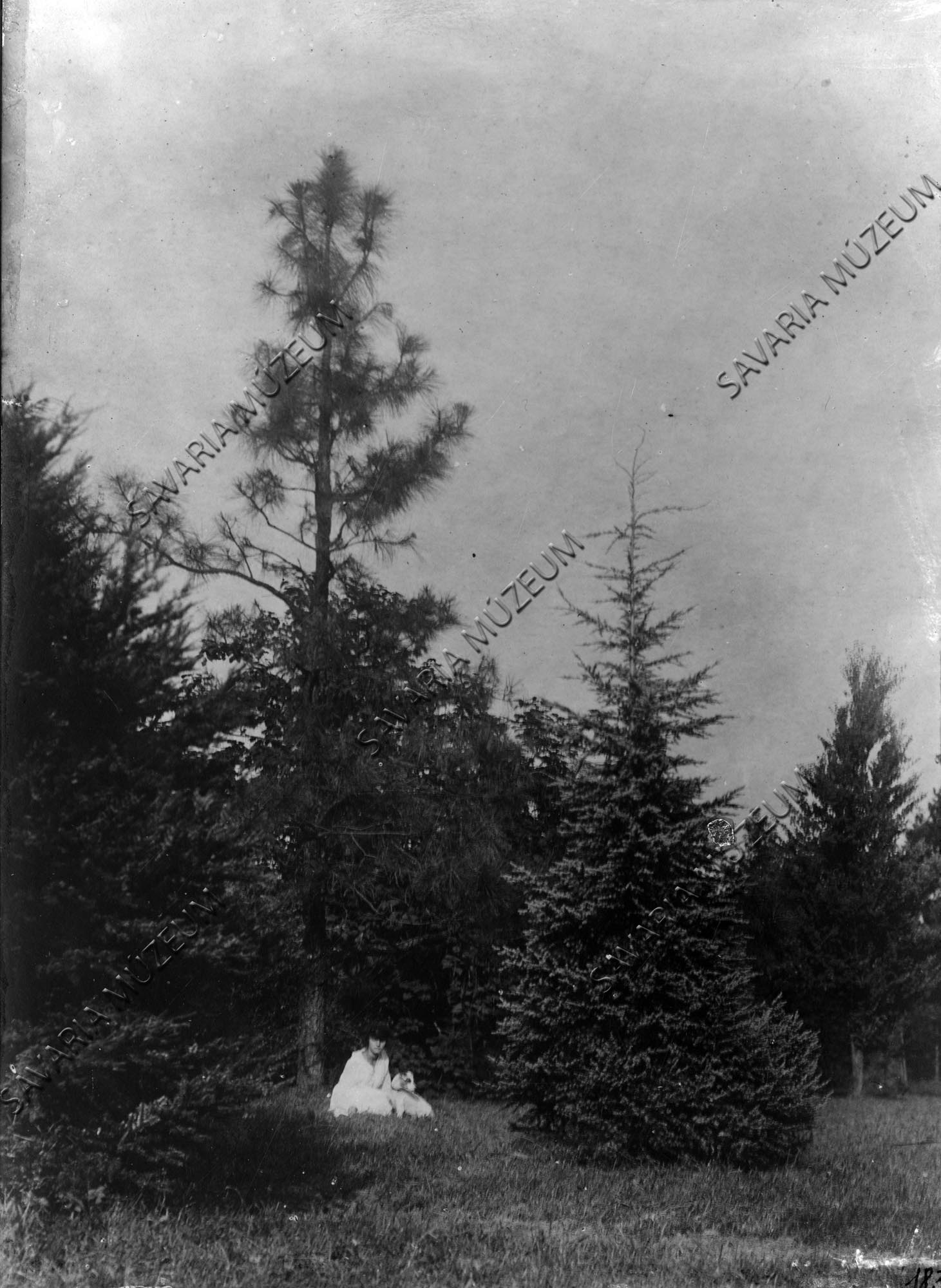 Pinus ponderosa (Savaria Megyei Hatókörű Városi Múzeum, Szombathely CC BY-NC-SA)