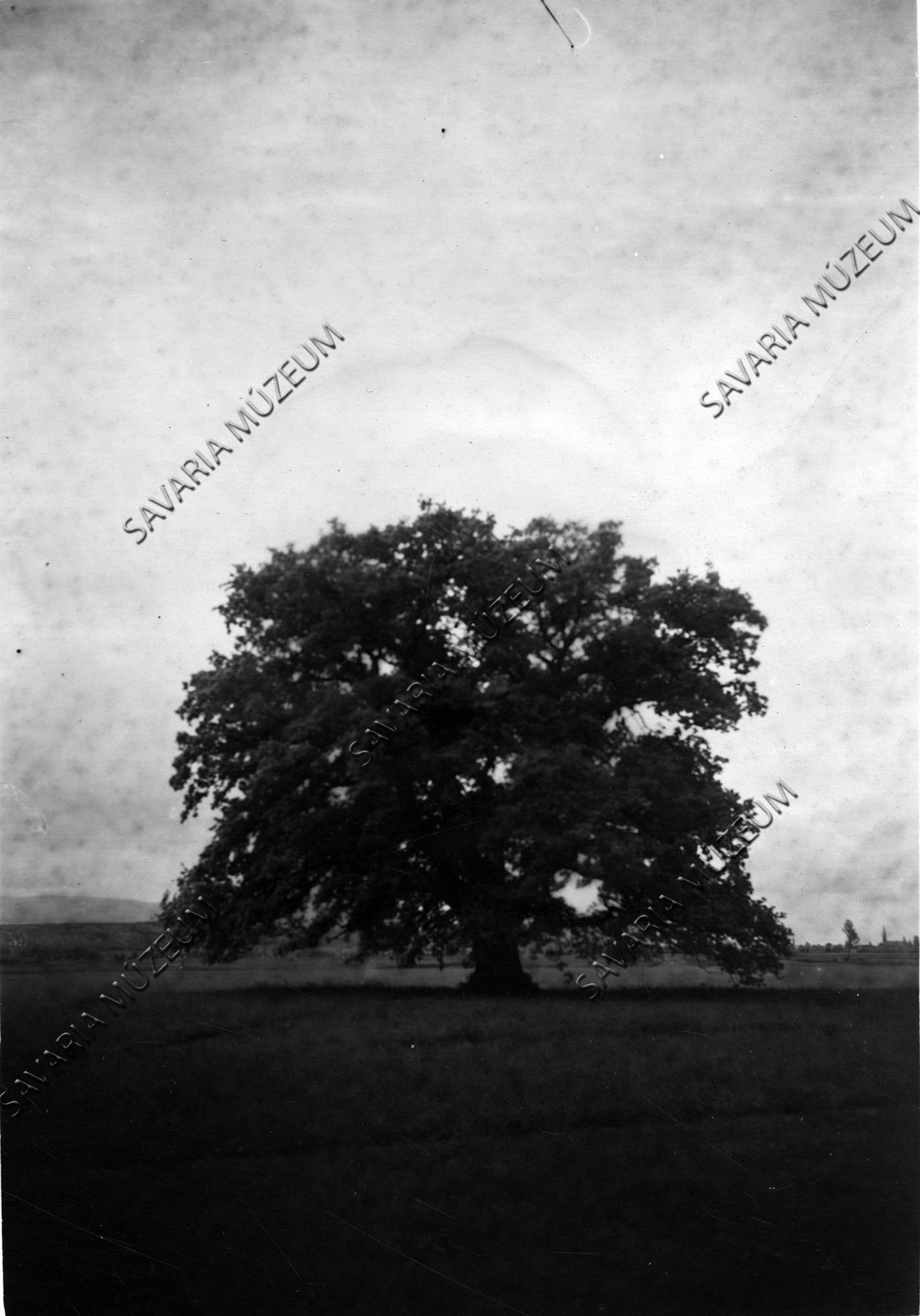Quercus robur ártéri erdő maradványa (Savaria Megyei Hatókörű Városi Múzeum, Szombathely CC BY-NC-SA)
