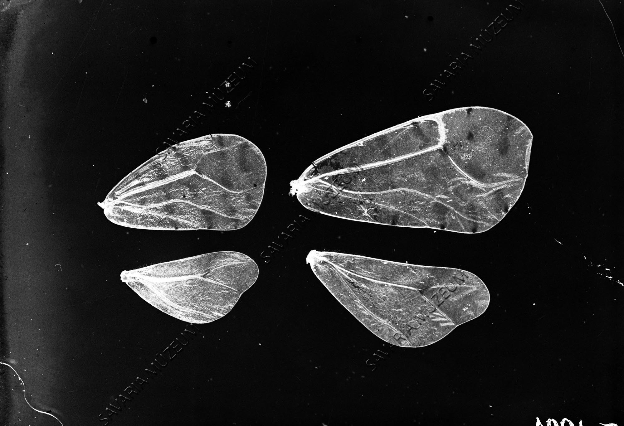 Aleurodida szárnyak (Savaria Megyei Hatókörű Városi Múzeum, Szombathely CC BY-NC-SA)