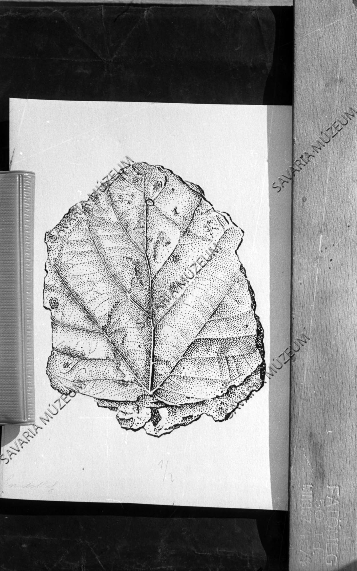 Megyaszói ősnövény rajza (Savaria Megyei Hatókörű Városi Múzeum, Szombathely CC BY-NC-SA)