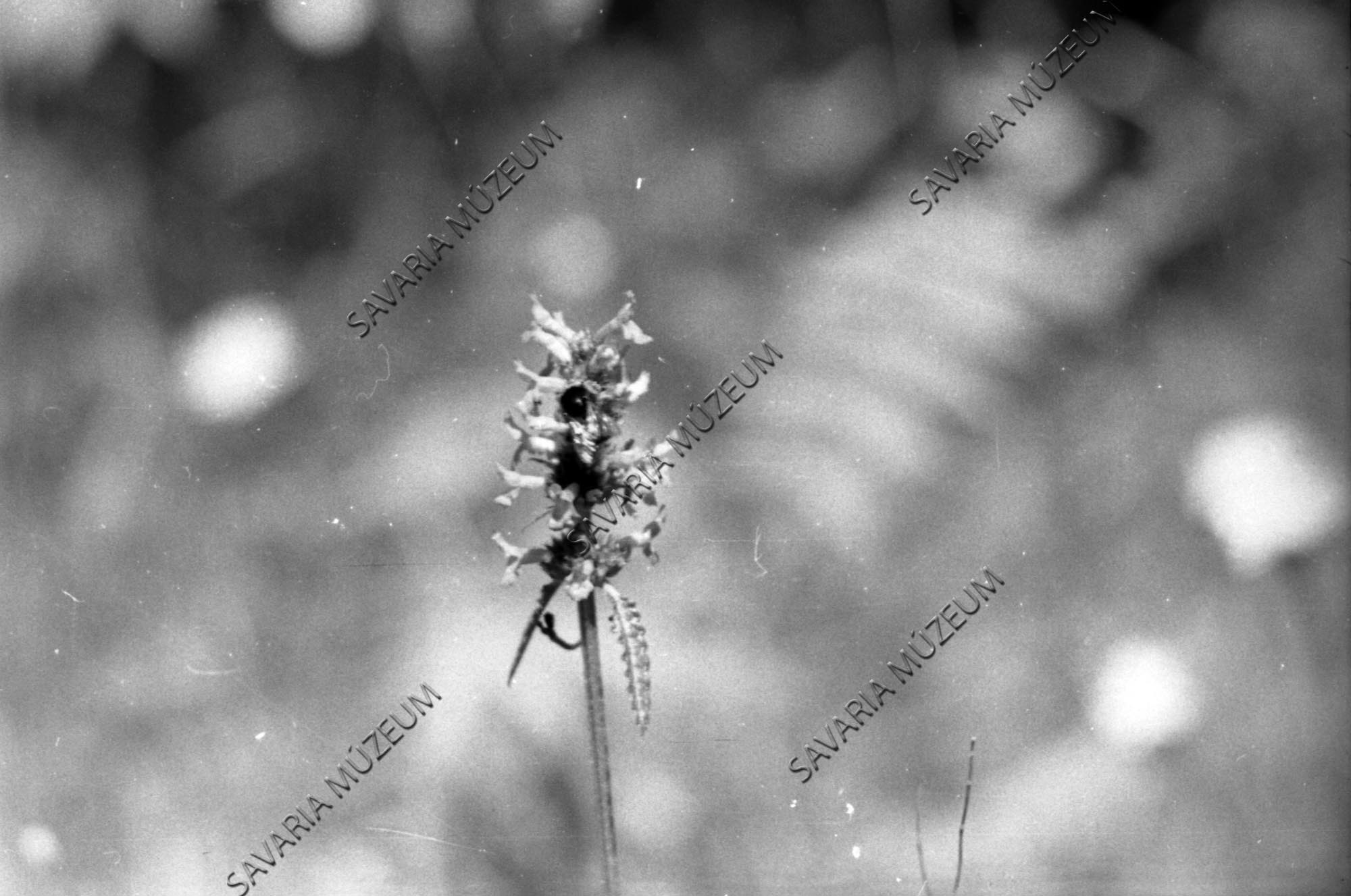 Poszméh virágon (Savaria Megyei Hatókörű Városi Múzeum, Szombathely CC BY-NC-SA)