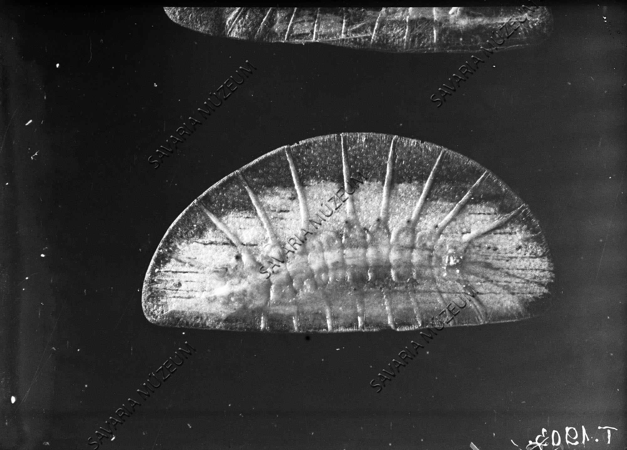 Érett Aleurodida lárva (Savaria Megyei Hatókörű Városi Múzeum, Szombathely CC BY-NC-SA)