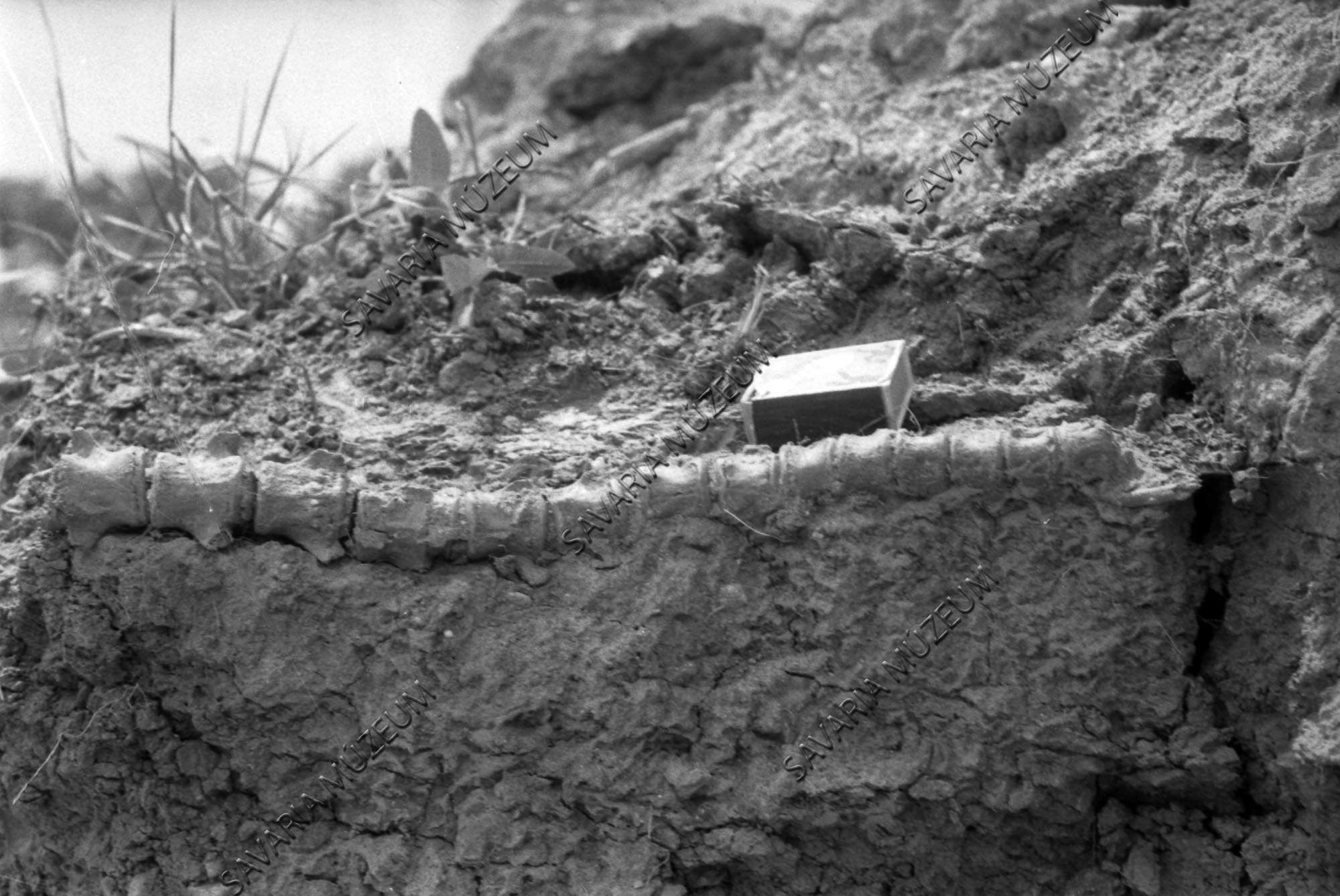 Prehisztorikus csont (Savaria Megyei Hatókörű Városi Múzeum, Szombathely CC BY-NC-SA)