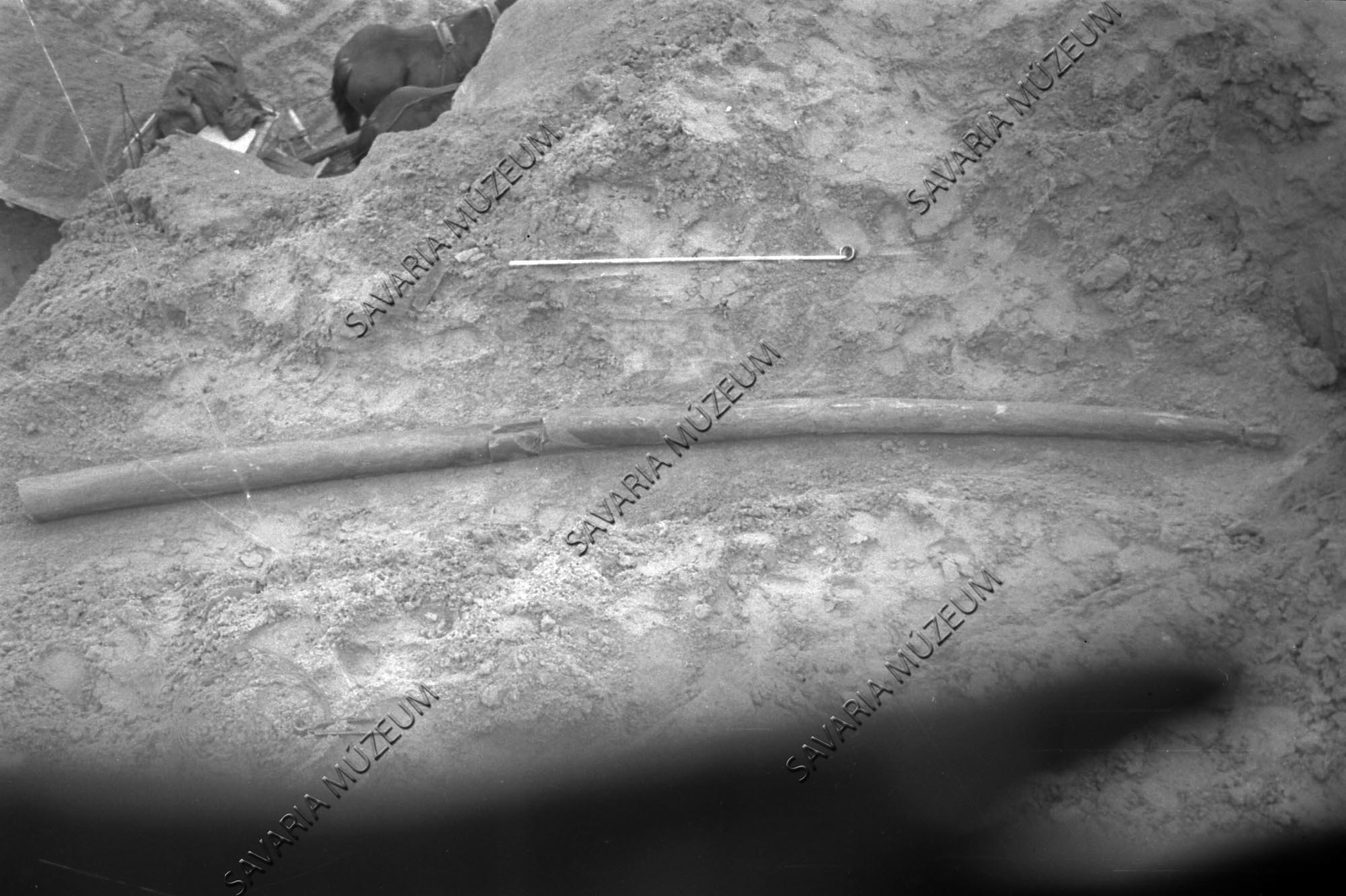 Mastodon (Elephas?) agyar (Savaria Megyei Hatókörű Városi Múzeum, Szombathely CC BY-NC-SA)