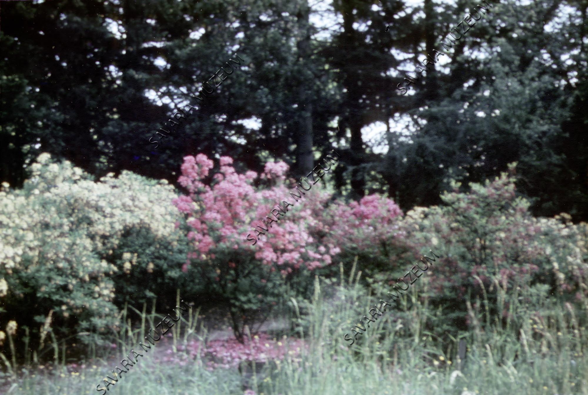 Rhododendron csoport (Savaria Megyei Hatókörű Városi Múzeum, Szombathely CC BY-NC-SA)