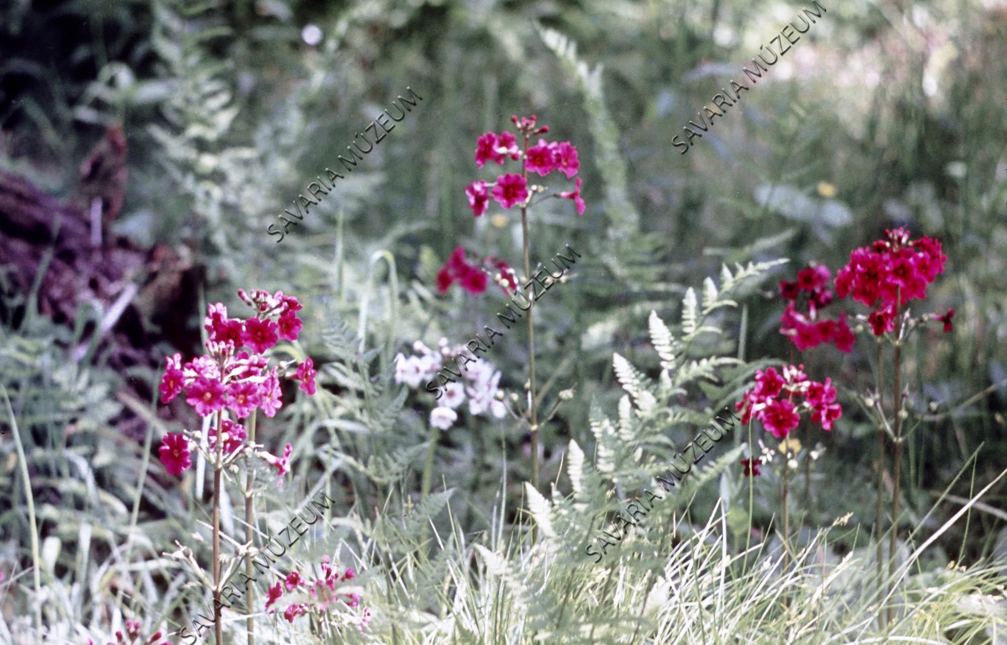 Primula japonica (Savaria Megyei Hatókörű Városi Múzeum, Szombathely CC BY-NC-SA)