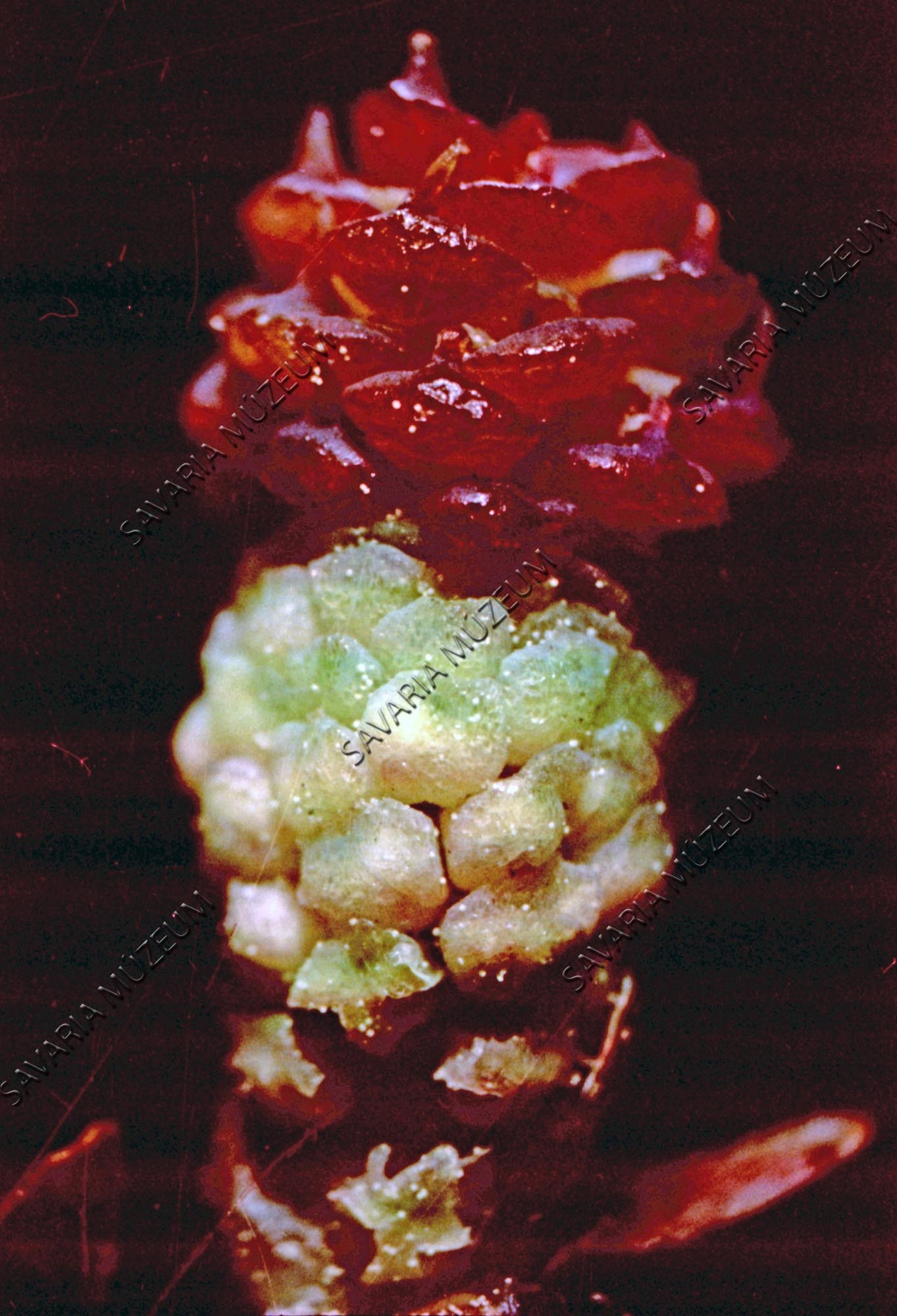Fenyővirág (Savaria Megyei Hatókörű Városi Múzeum, Szombathely CC BY-NC-SA)