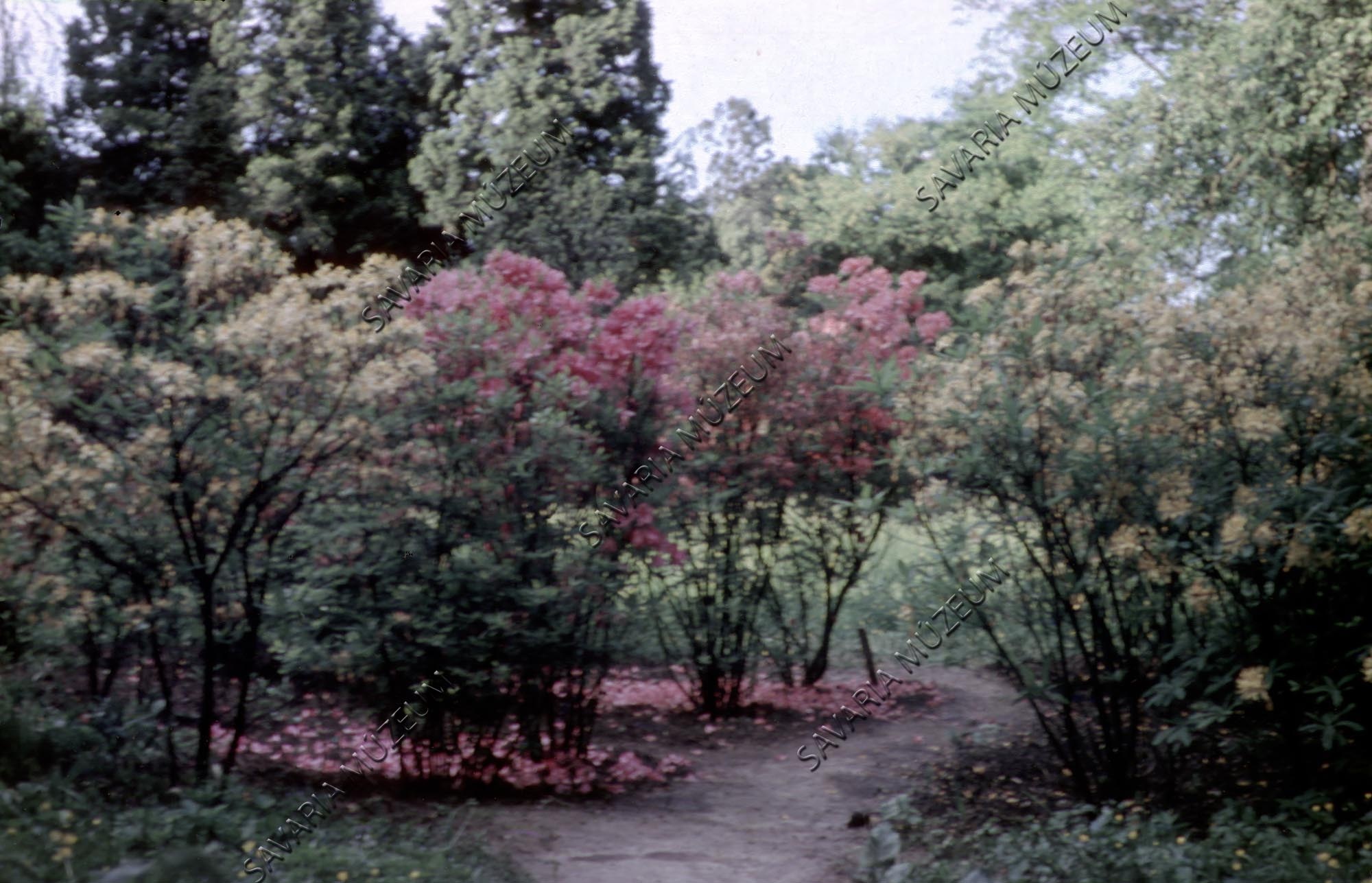 Rhododendron csoport (Savaria Megyei Hatókörű Városi Múzeum, Szombathely CC BY-NC-SA)