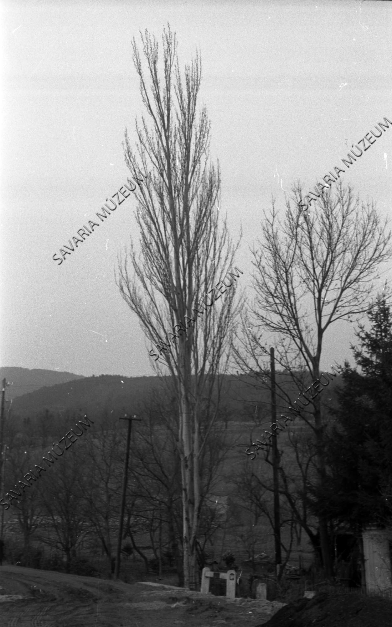 Nyírfa a falu végén (Savaria Megyei Hatókörű Városi Múzeum, Szombathely CC BY-NC-SA)
