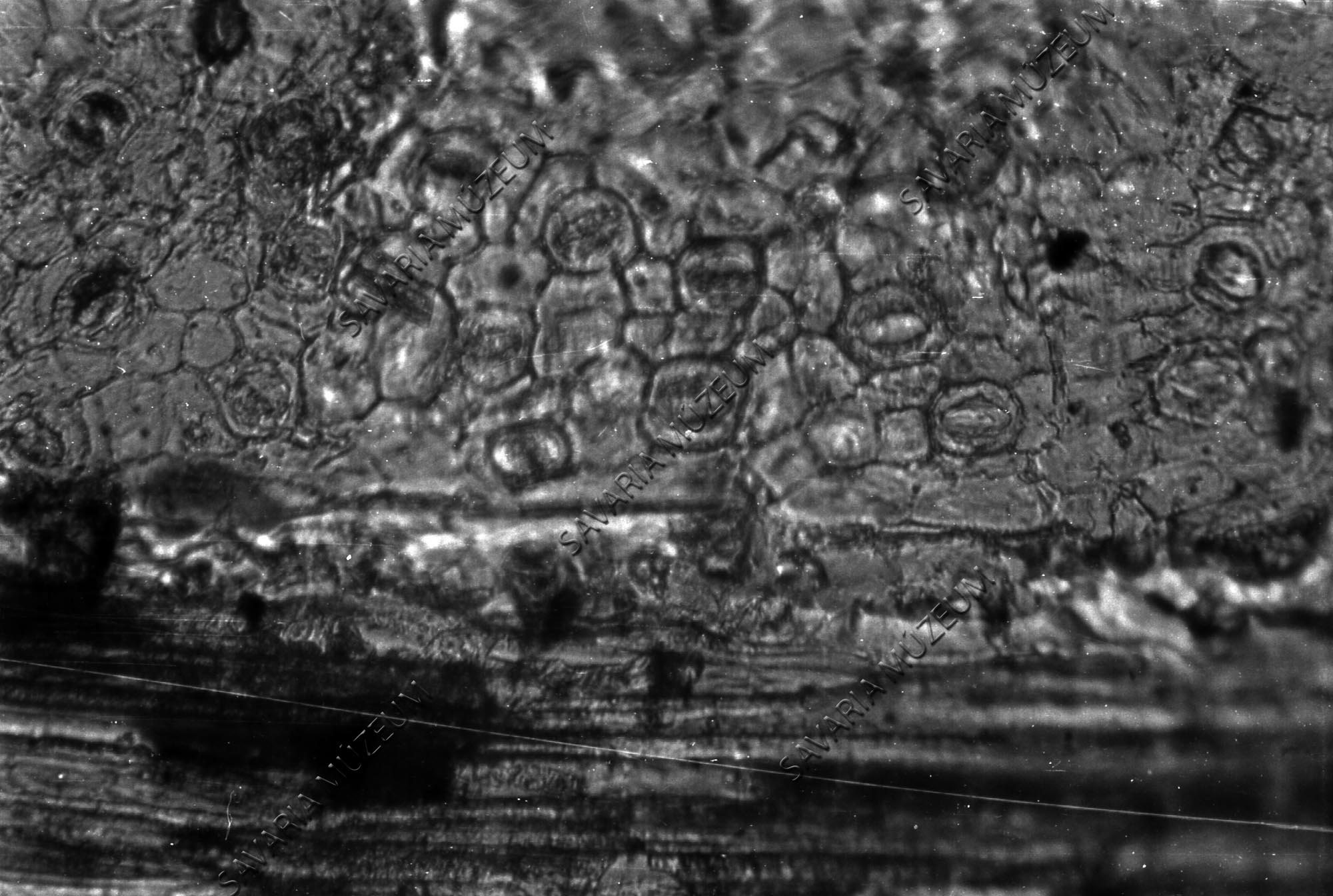Fosszilis levélepidermisz (Savaria Megyei Hatókörű Városi Múzeum, Szombathely CC BY-NC-SA)