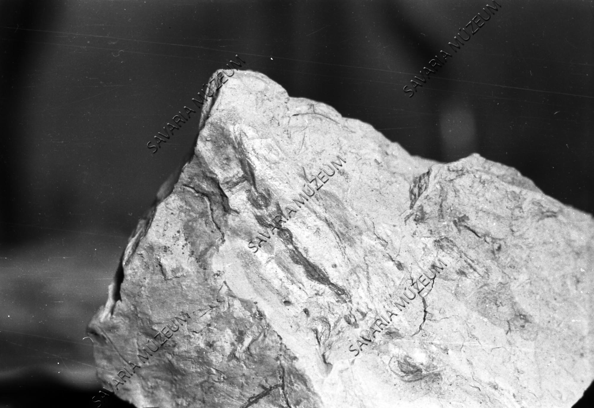 Chara sp. (?) lenyomat Sótonyból (Savaria Megyei Hatókörű Városi Múzeum, Szombathely CC BY-NC-SA)