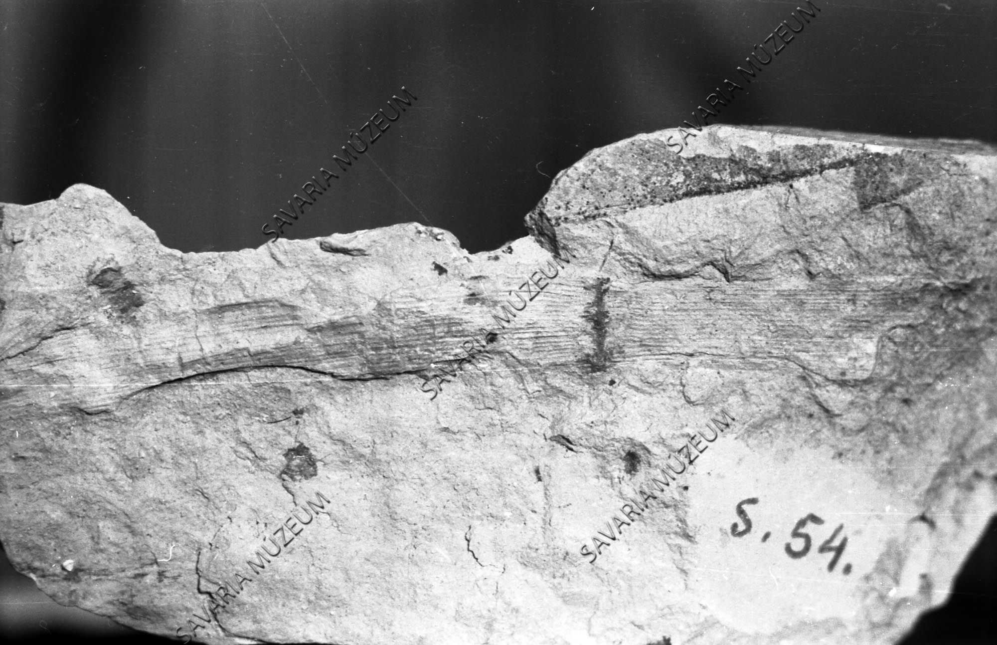 Phragmites communis szárának lenyomata a sótonyi felső-pliocén lelőhelyről (Savaria Megyei Hatókörű Városi Múzeum, Szombathely CC BY-NC-SA)
