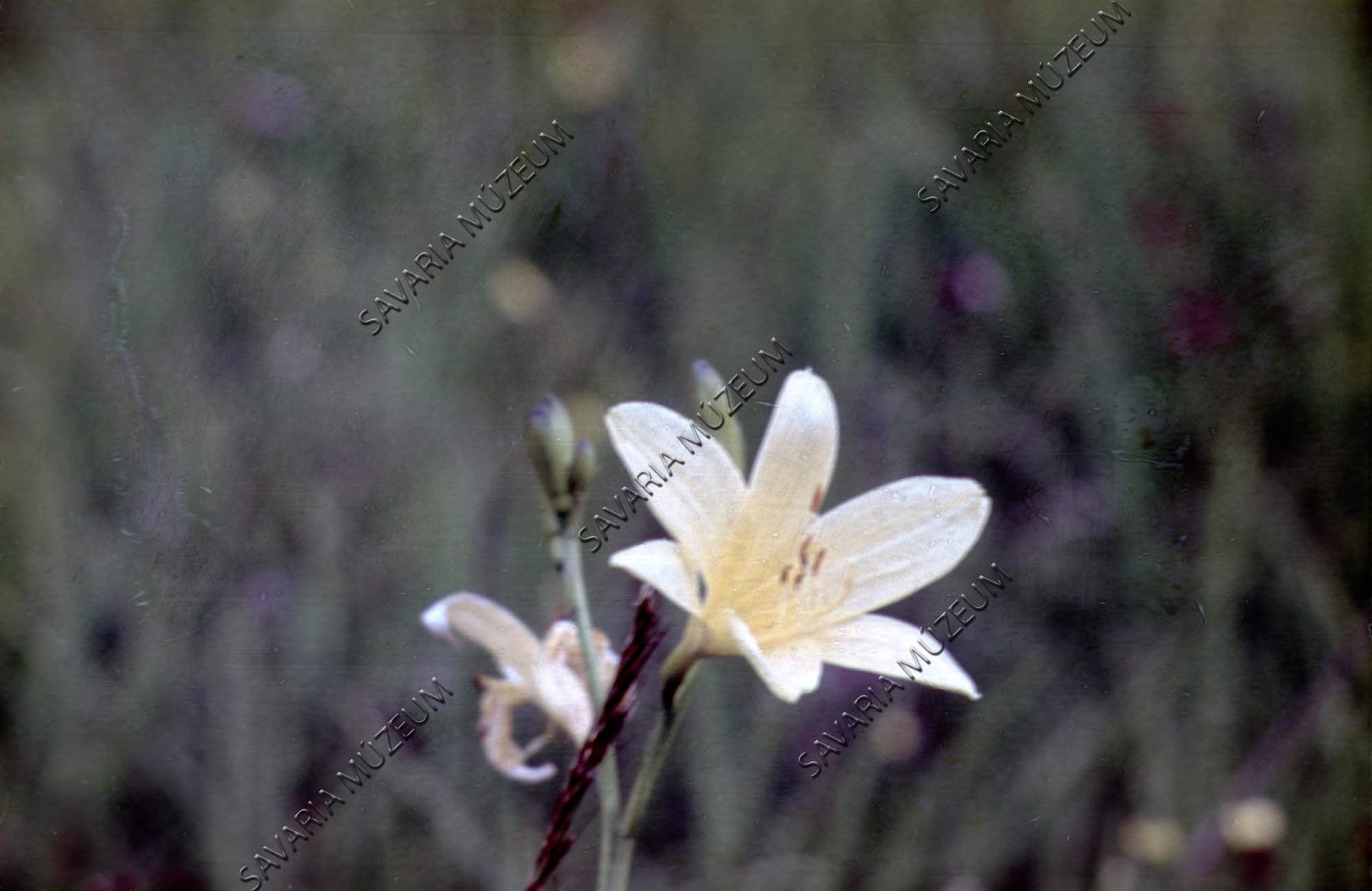 Hemerocallis lilio-asphodelus (Savaria Megyei Hatókörű Városi Múzeum, Szombathely CC BY-NC-SA)