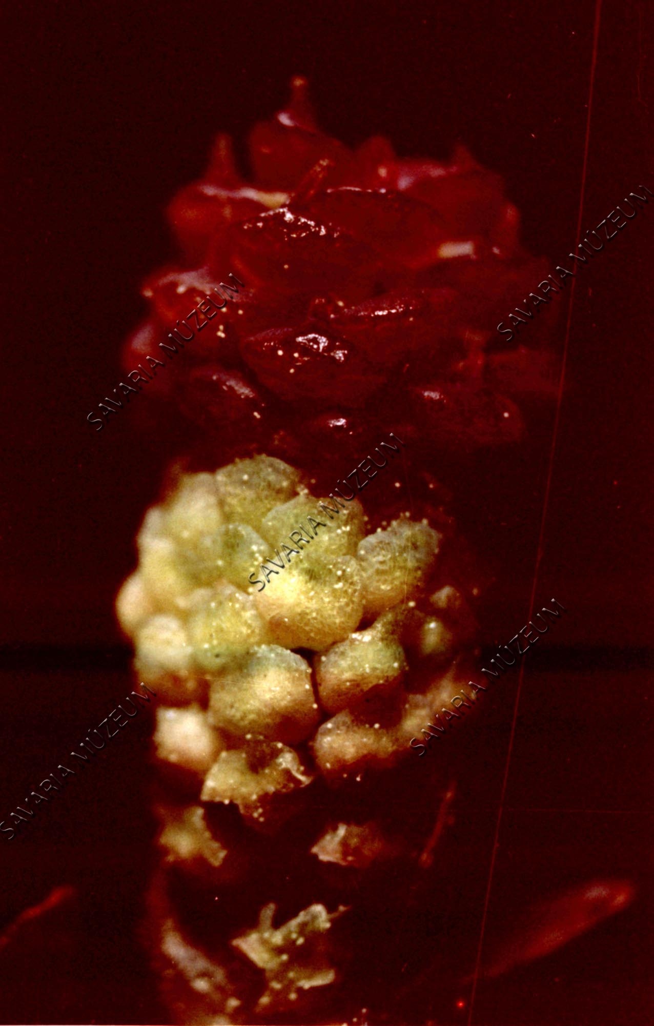 Fenyővirág (Savaria Megyei Hatókörű Városi Múzeum, Szombathely CC BY-NC-SA)