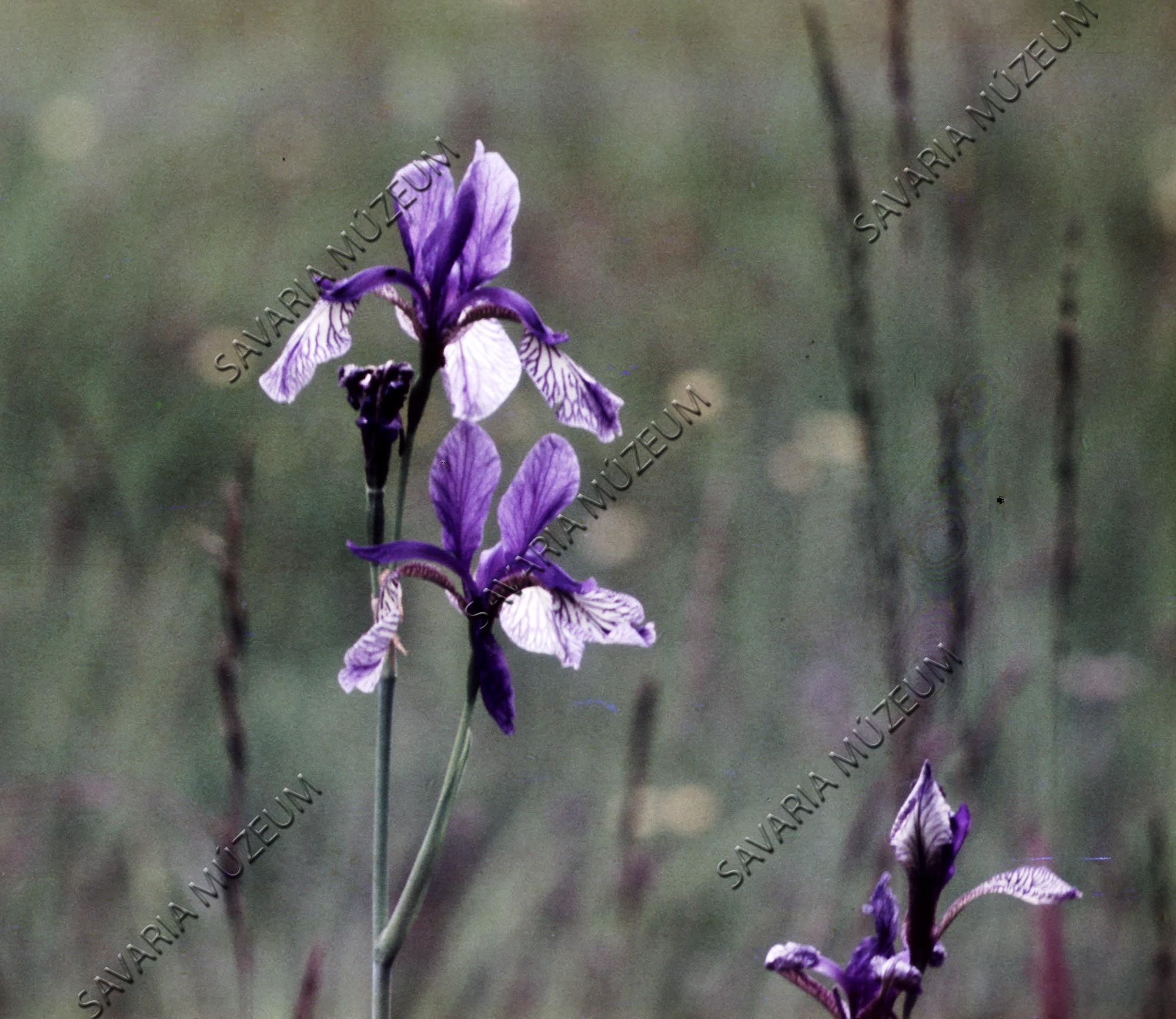 Virágos rét Iris sibirica-val (Savaria Megyei Hatókörű Városi Múzeum, Szombathely CC BY-NC-SA)