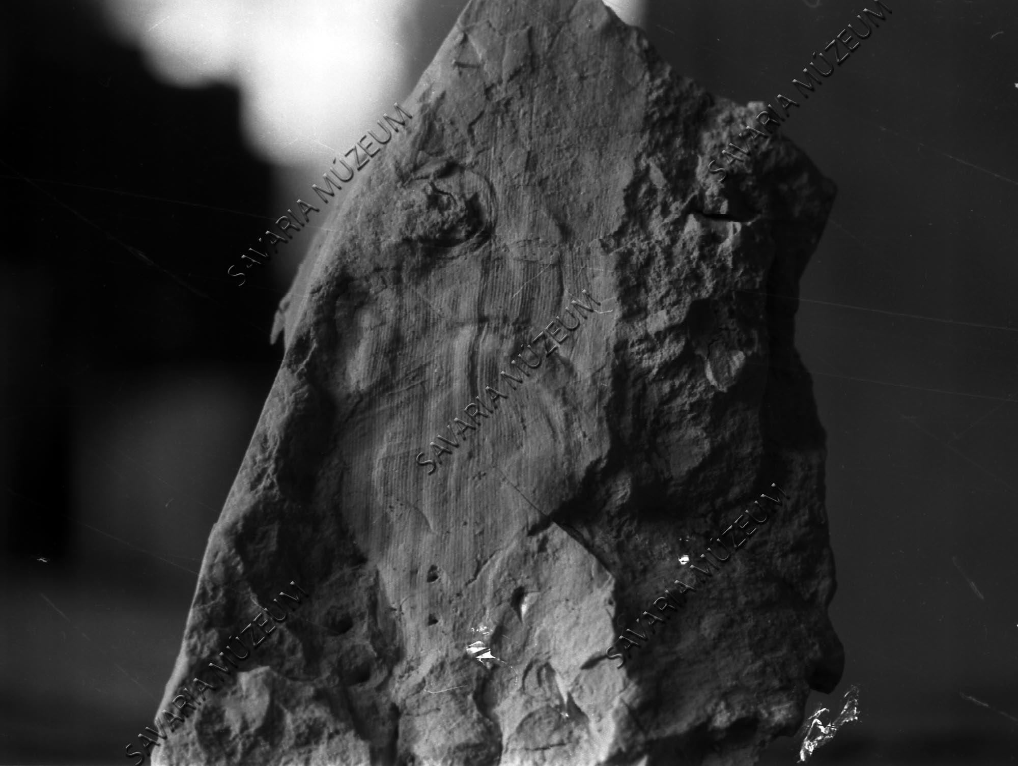 Phragmites communis lenyomat Sótonyból (Savaria Megyei Hatókörű Városi Múzeum, Szombathely CC BY-NC-SA)