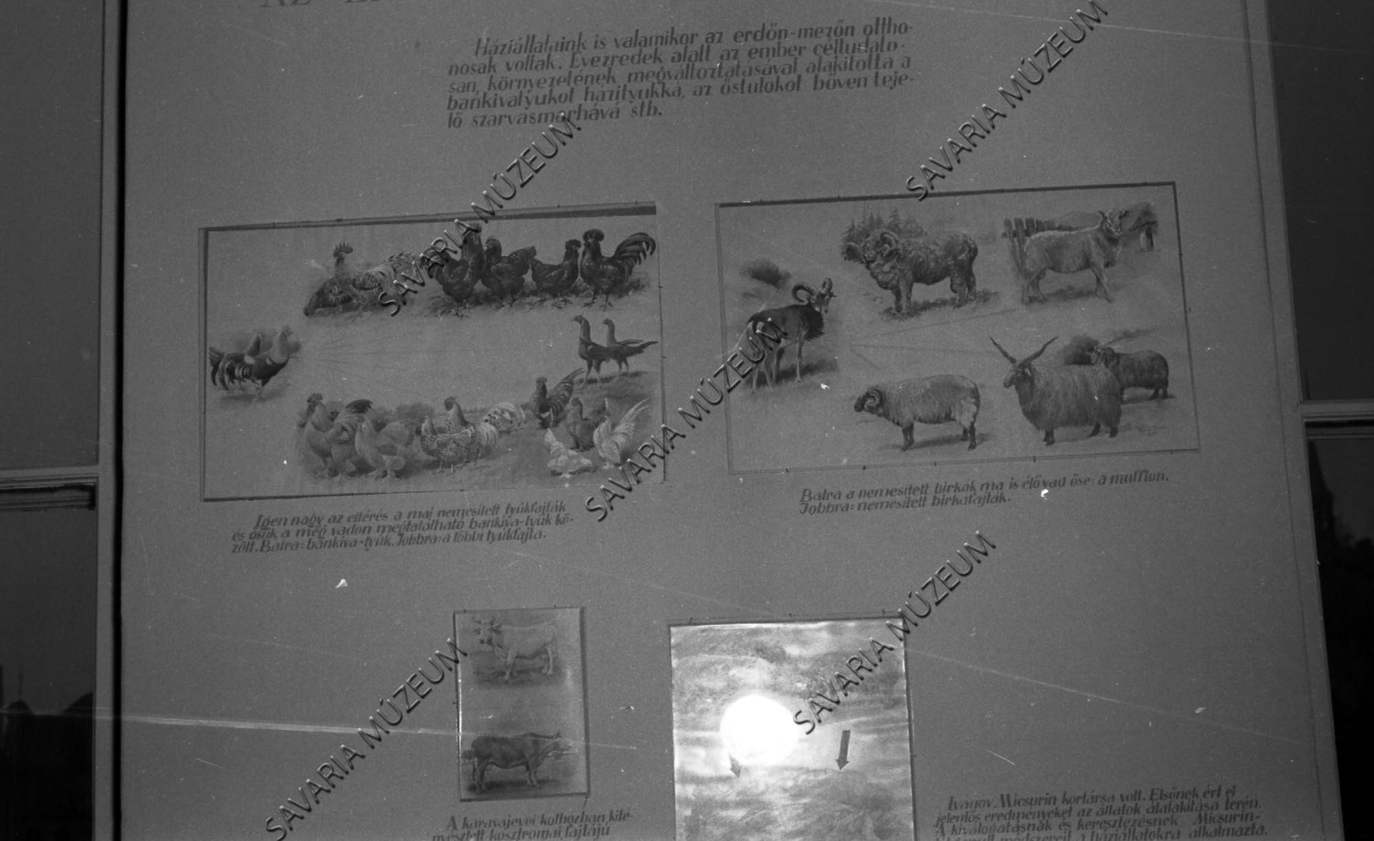Állattani kiállítás részlet (Savaria Megyei Hatókörű Városi Múzeum, Szombathely CC BY-NC-SA)