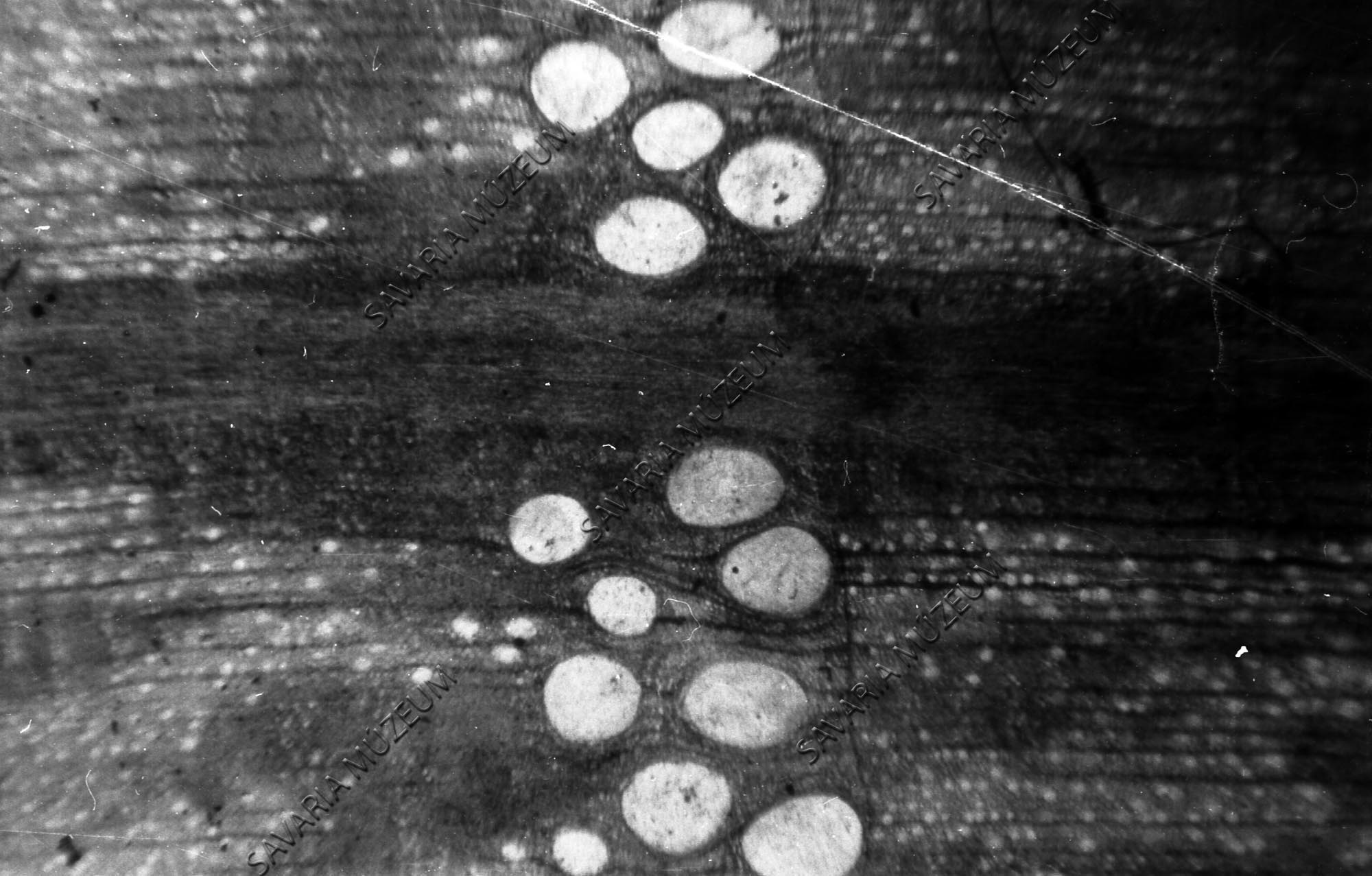 Kovásodott fatörzs keresztmetszete (Savaria Megyei Hatókörű Városi Múzeum, Szombathely CC BY-NC-SA)