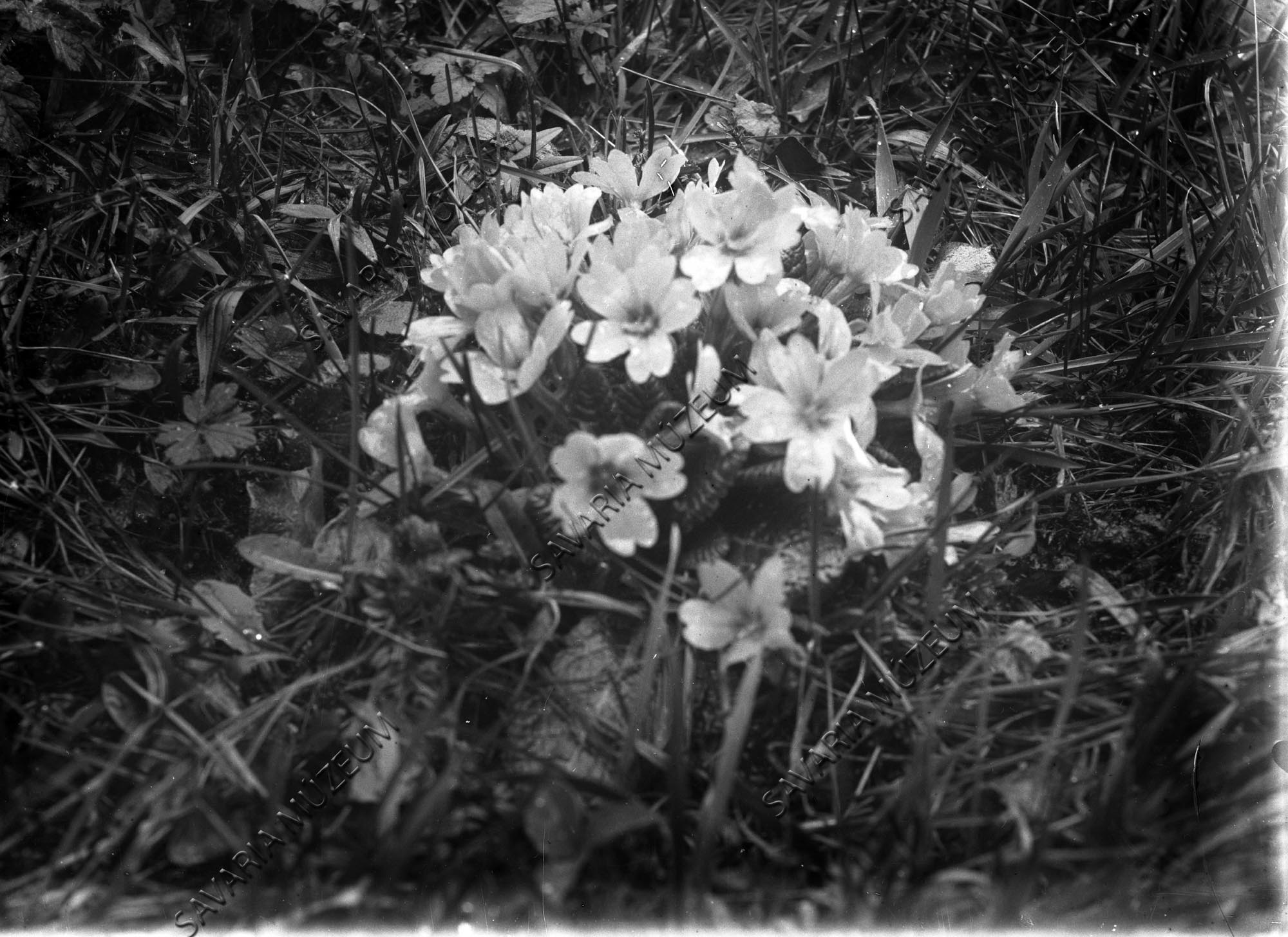 Primula acaulis (Savaria Megyei Hatókörű Városi Múzeum, Szombathely CC BY-NC-SA)