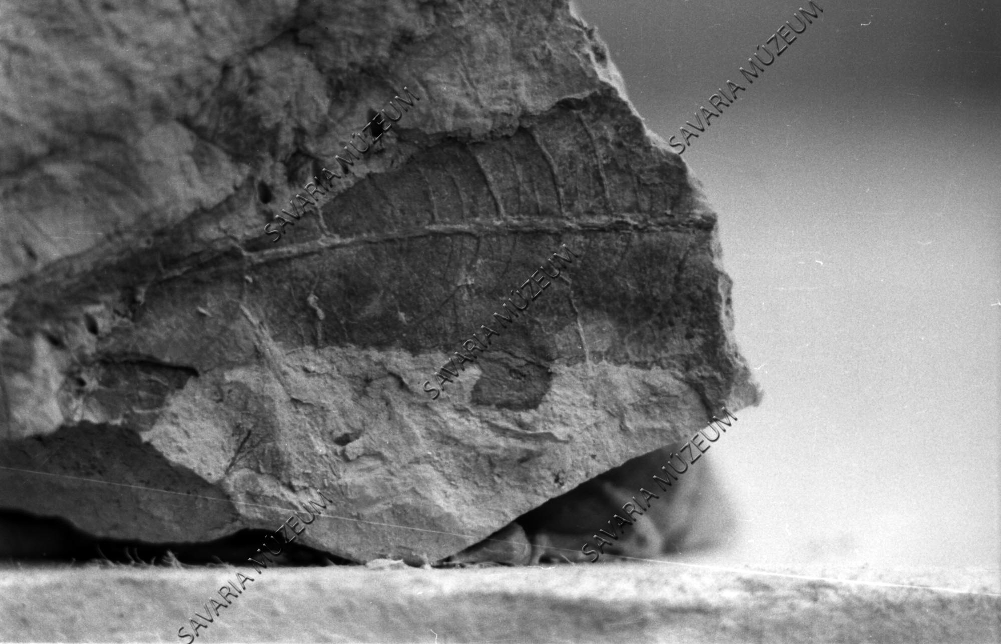 Salix cinerea lenyomata Sótonyból (Savaria Megyei Hatókörű Városi Múzeum, Szombathely CC BY-NC-SA)