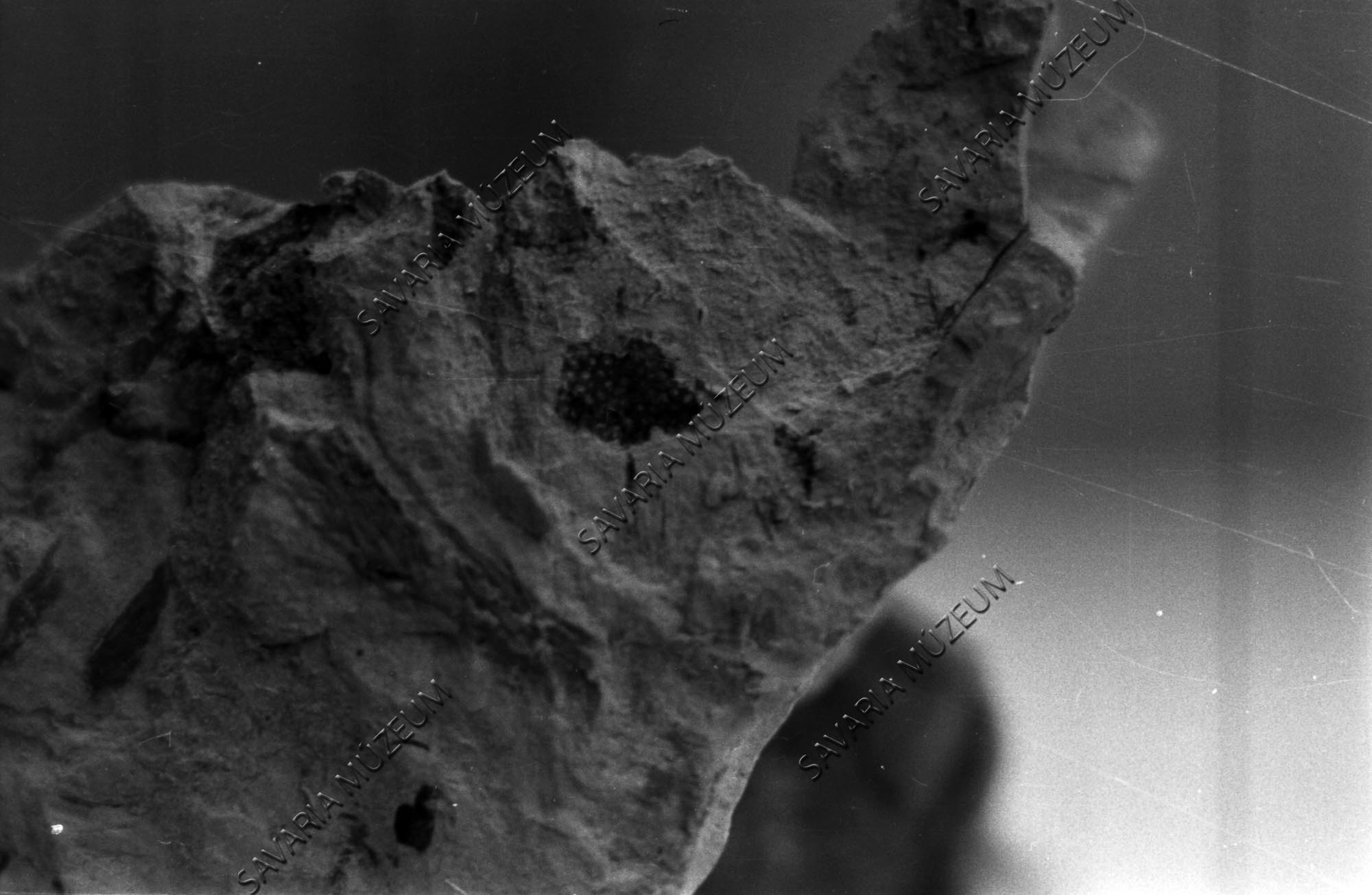Ranunculuc sp. terméscsoport lenyomata, Sótony (Savaria Megyei Hatókörű Városi Múzeum, Szombathely CC BY-NC-SA)