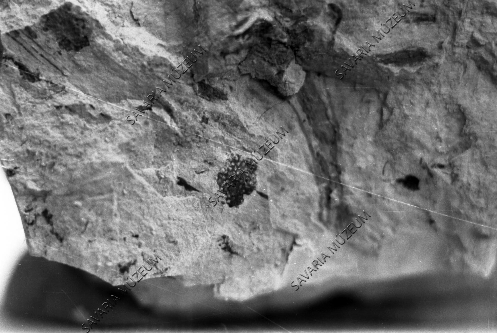 Rannuculus sp. terméscsoport lenyomata, Sótony (Savaria Megyei Hatókörű Városi Múzeum, Szombathely CC BY-NC-SA)
