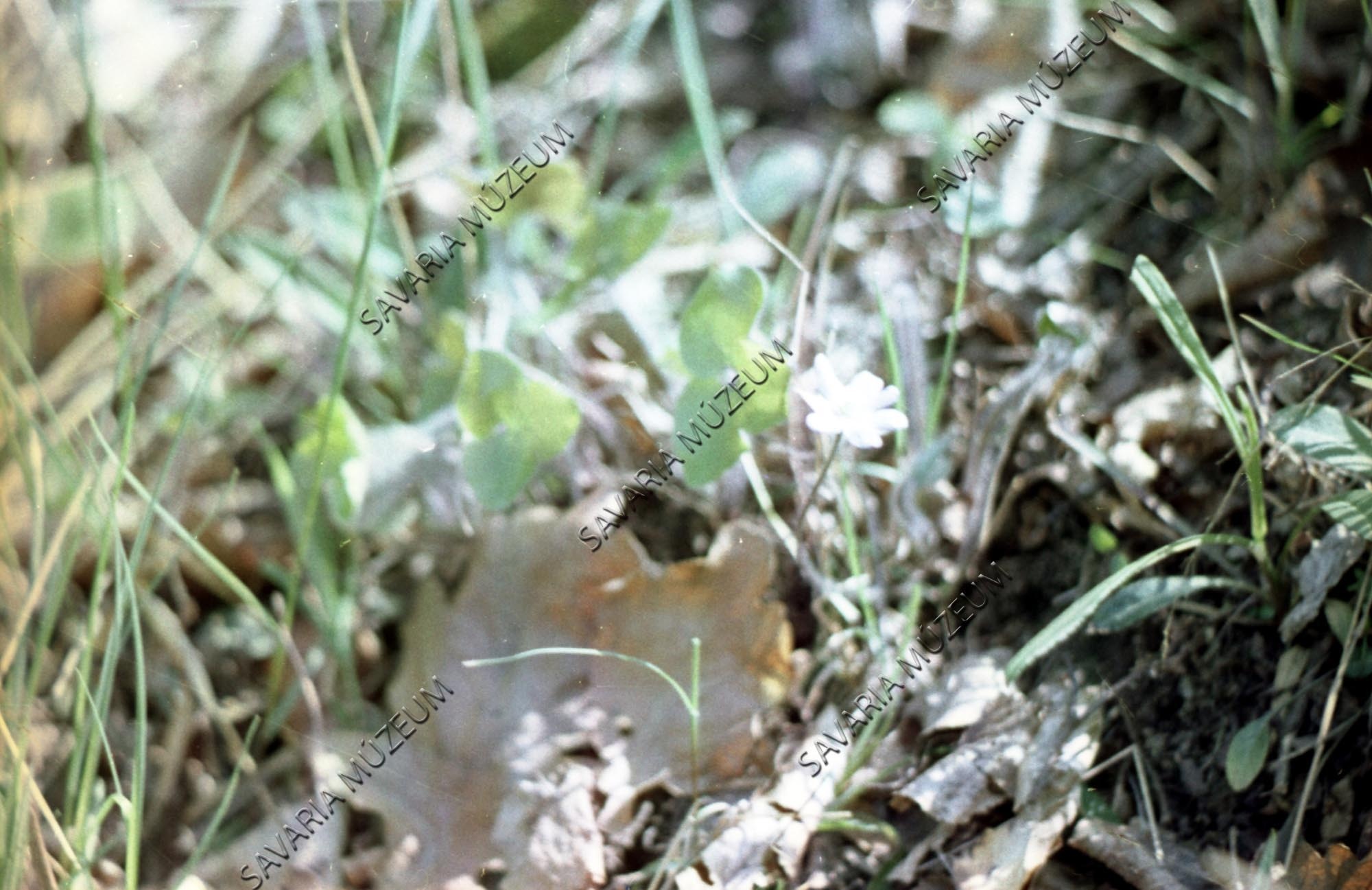 [An.?] Hepatica nobilis (Savaria Megyei Hatókörű Városi Múzeum, Szombathely CC BY-NC-SA)