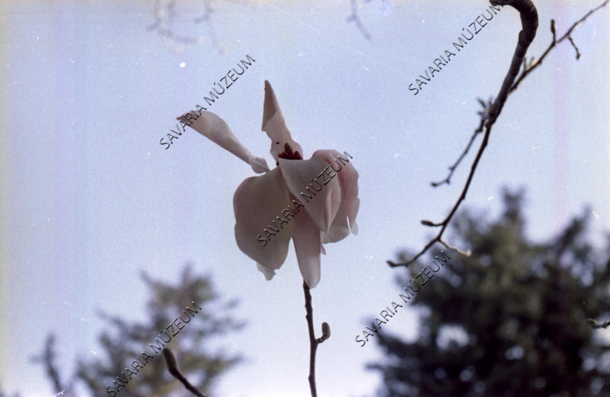 Magnolia (Savaria Megyei Hatókörű Városi Múzeum, Szombathely CC BY-NC-SA)