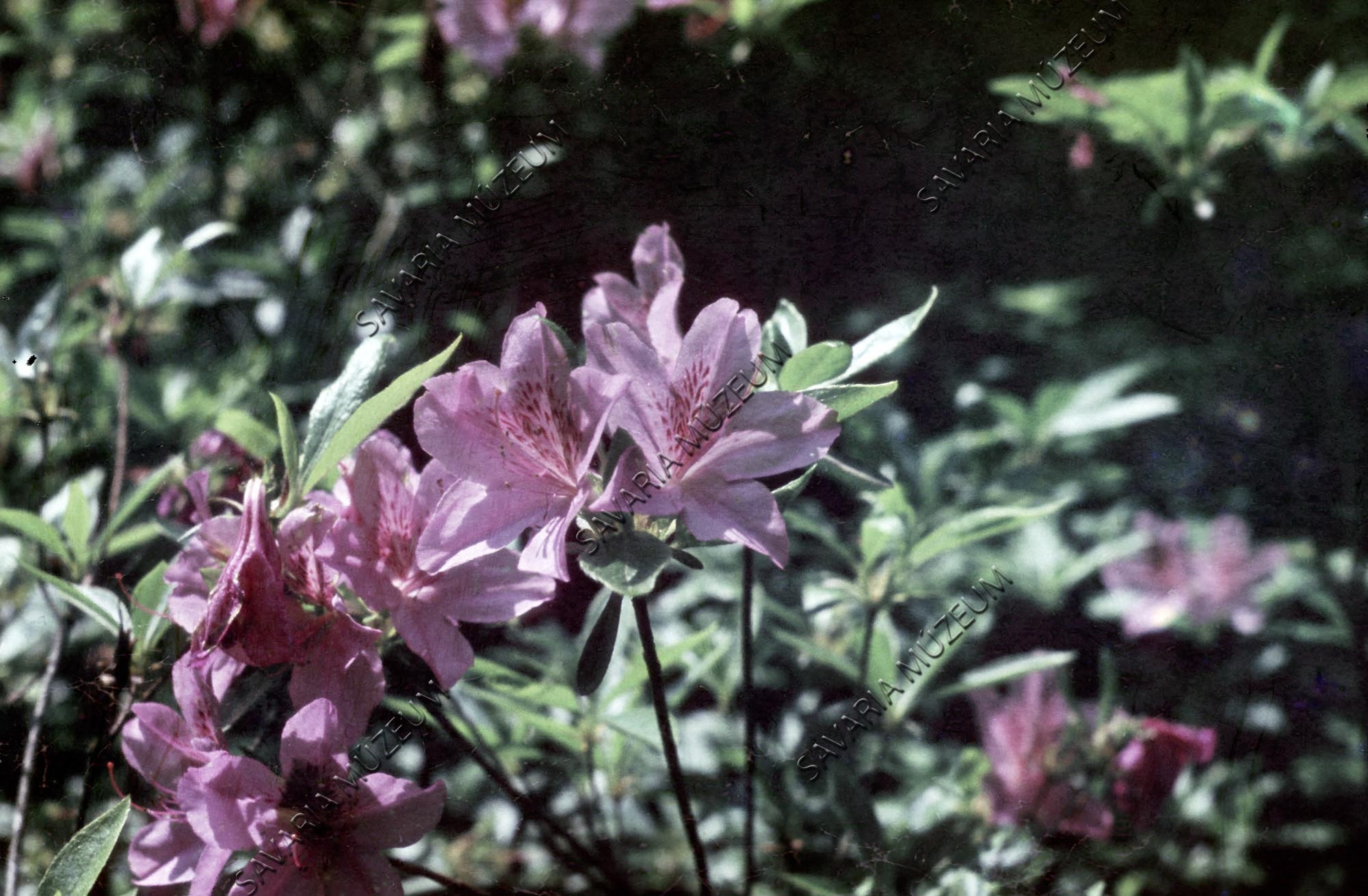Rhododendron virágok (Savaria Megyei Hatókörű Városi Múzeum, Szombathely CC BY-NC-SA)