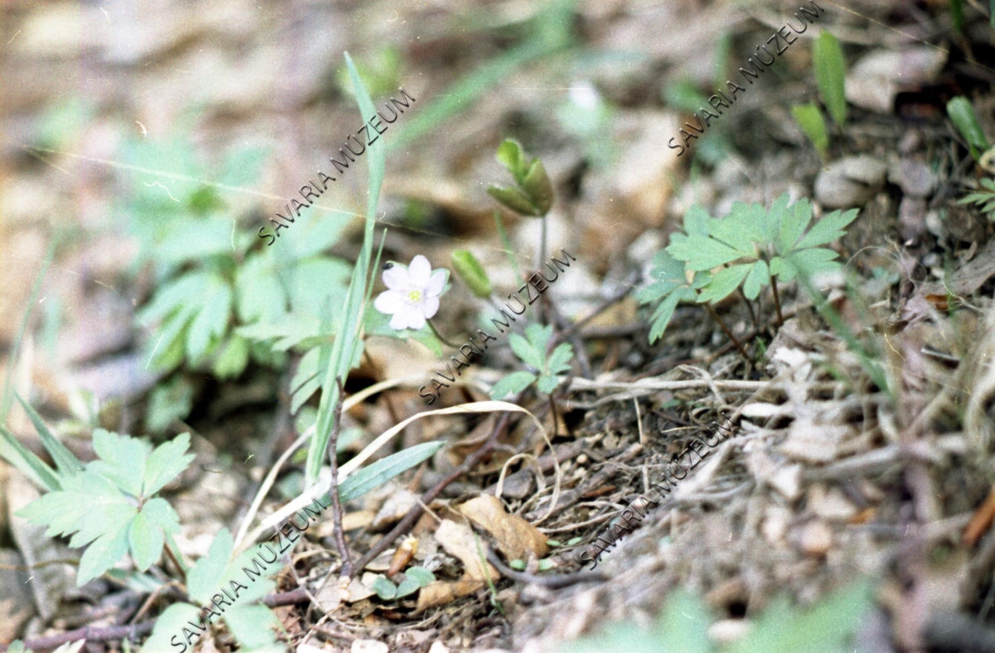 Hepatica nobilis (Savaria Megyei Hatókörű Városi Múzeum, Szombathely CC BY-NC-SA)